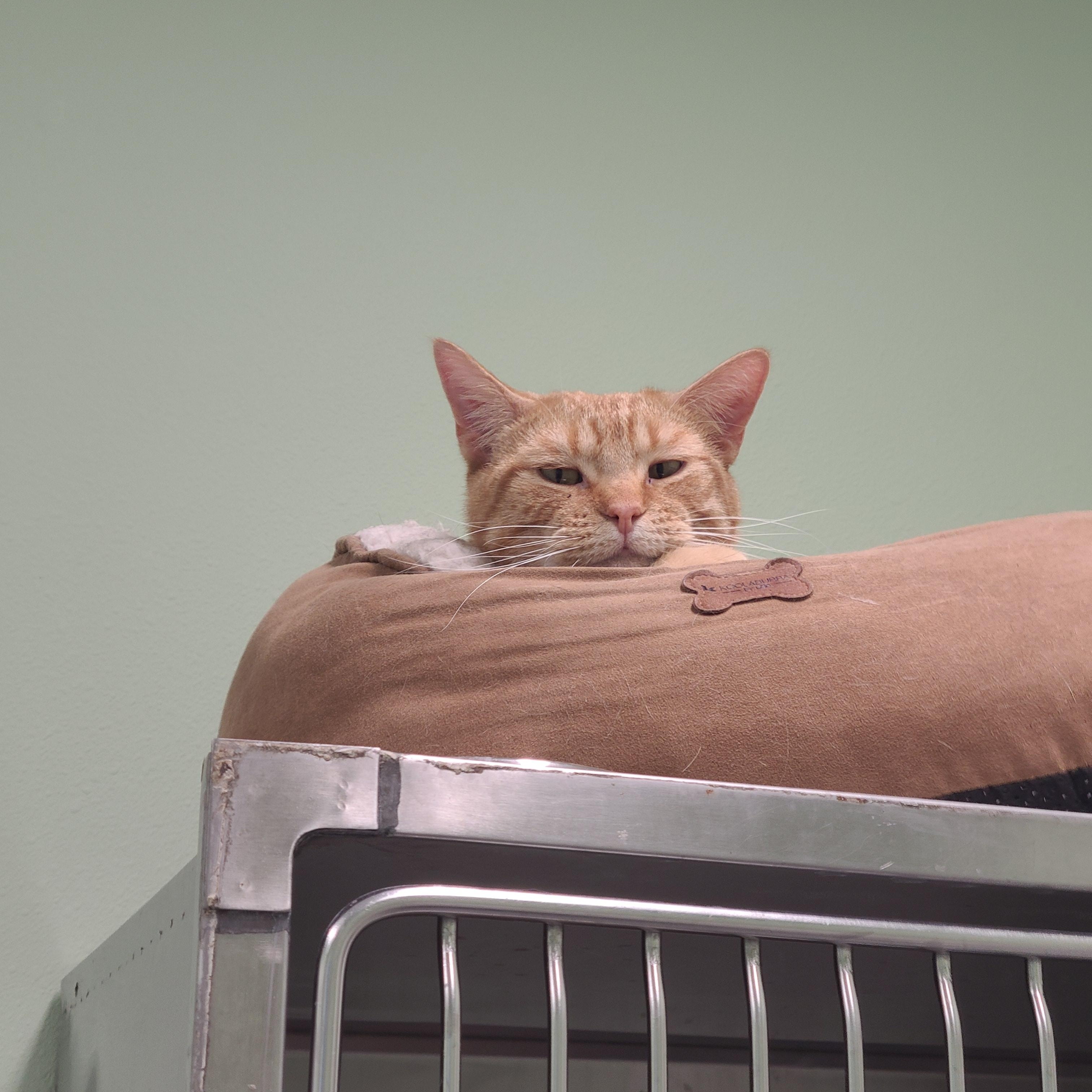 Oscar, an adoptable Domestic Short Hair in Morris, MN, 56267 | Photo Image 1