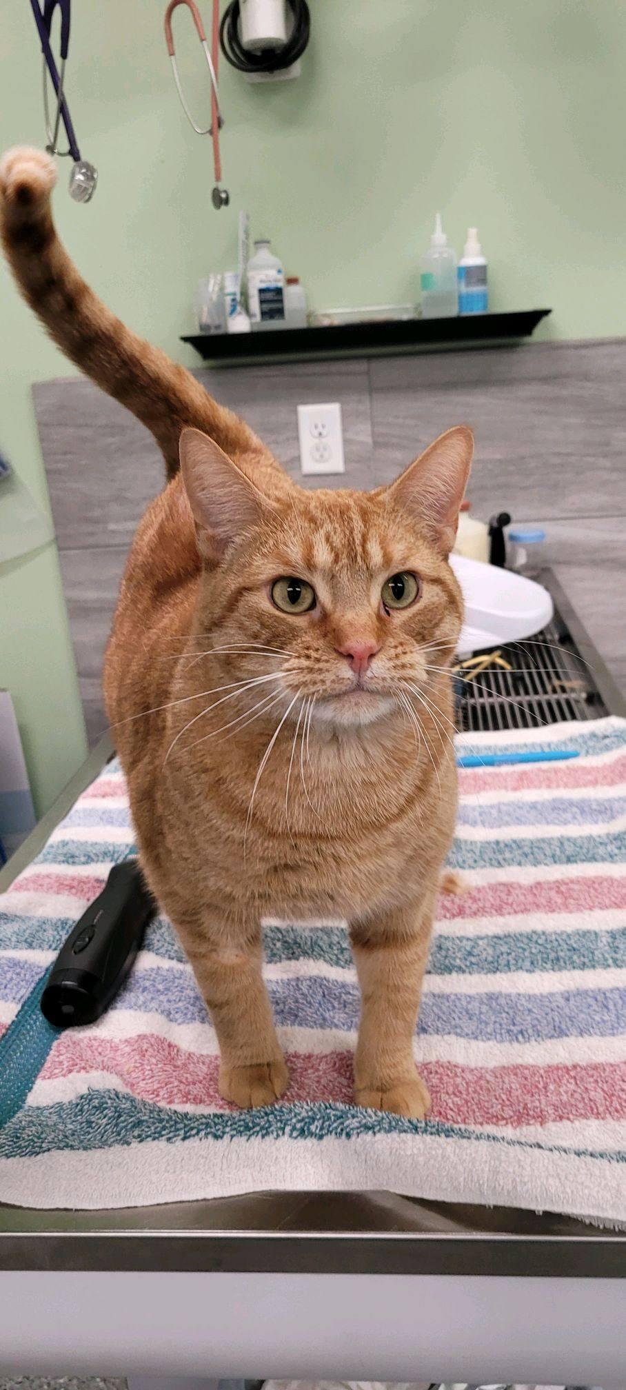 Oscar, an adoptable Domestic Short Hair in Morris, MN, 56267 | Photo Image 2