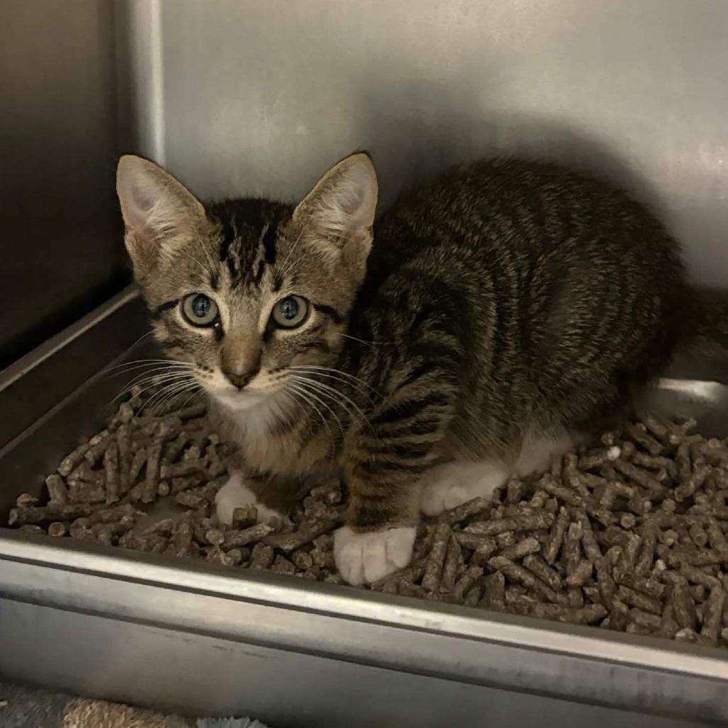Enlarge Smithsonian, a Adoptable Domestic Short Hair in Beaumont, TX image 1/1