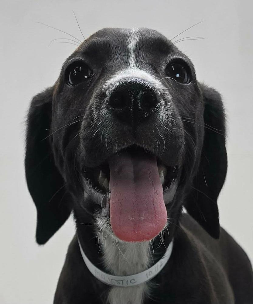 Magestic, Adoptable, Puppy Female Beagle & Hound.