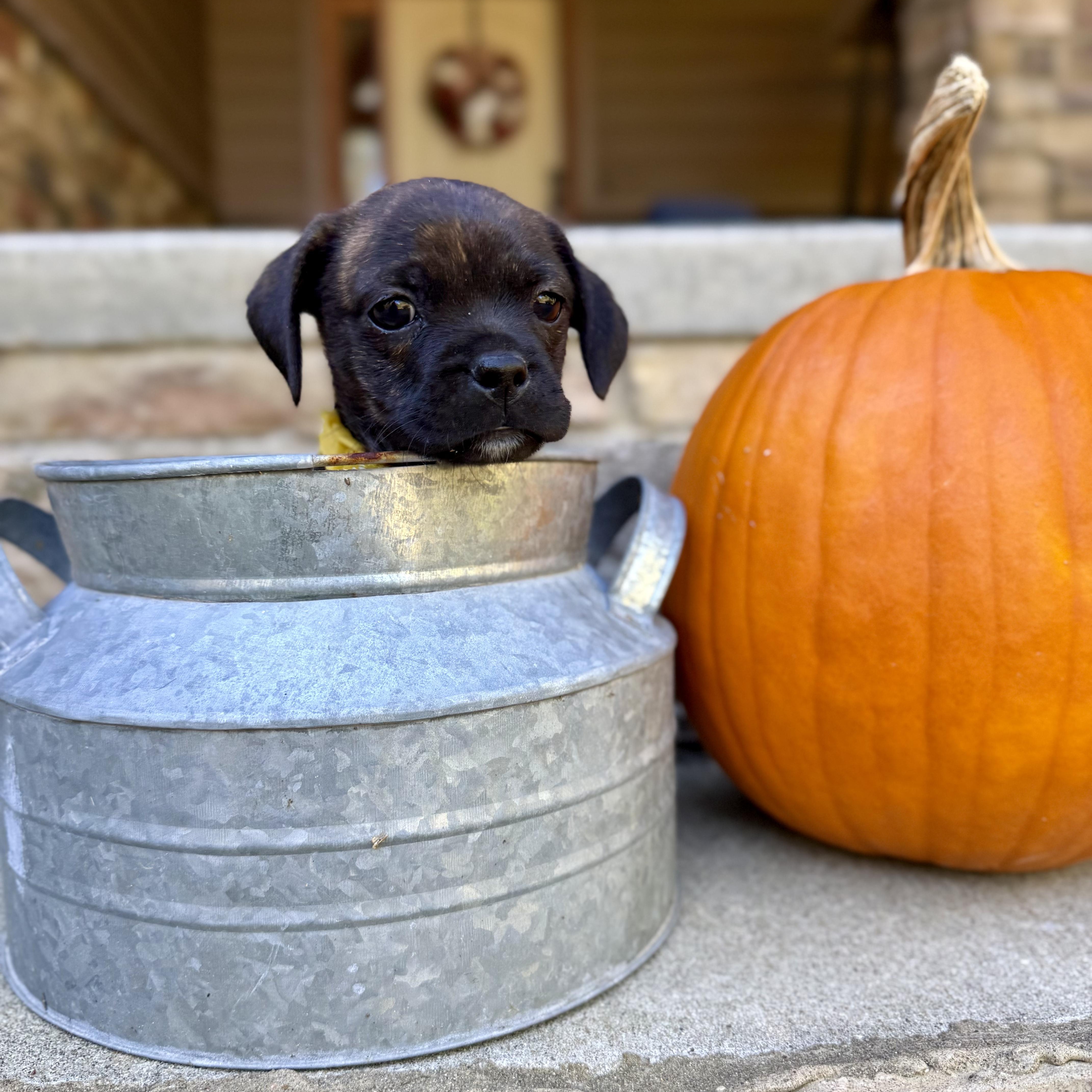 Enlarge Acorn, a Adoptable mixed breed in Murphysboro, IL image 2/6