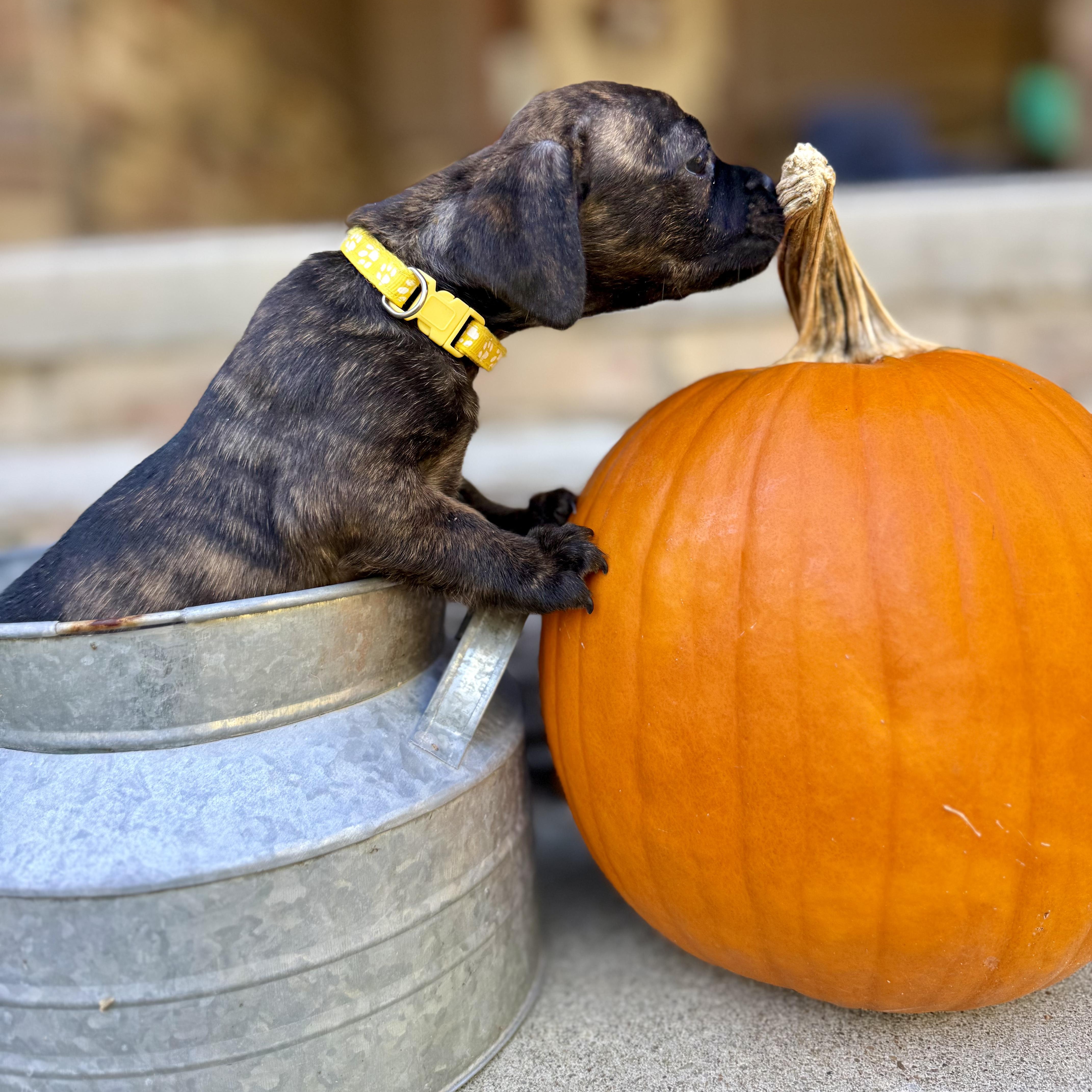 Enlarge Acorn, a Adoptable mixed breed in Murphysboro, IL image 5/6