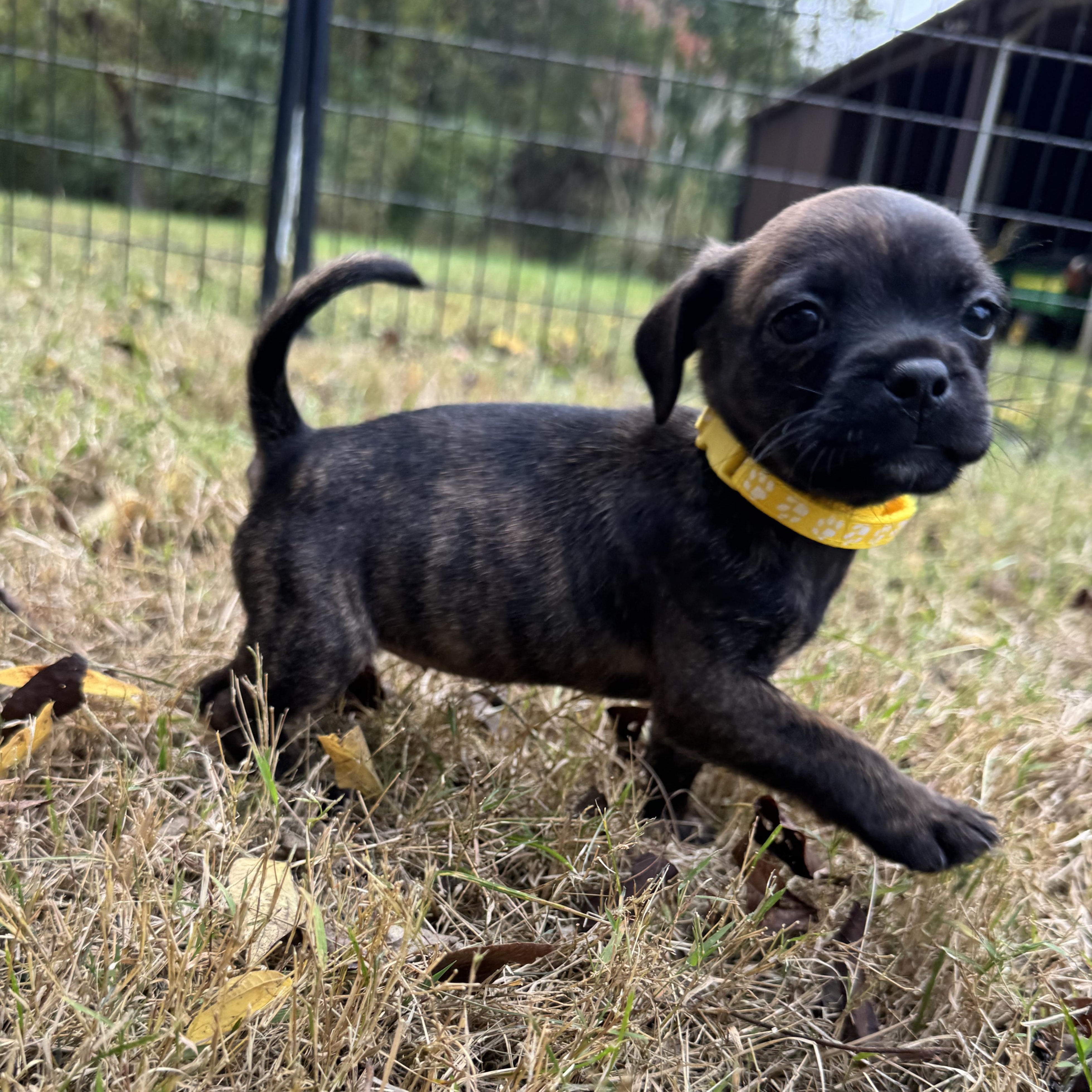 Enlarge Acorn, a Adoptable mixed breed in Murphysboro, IL image 4/6