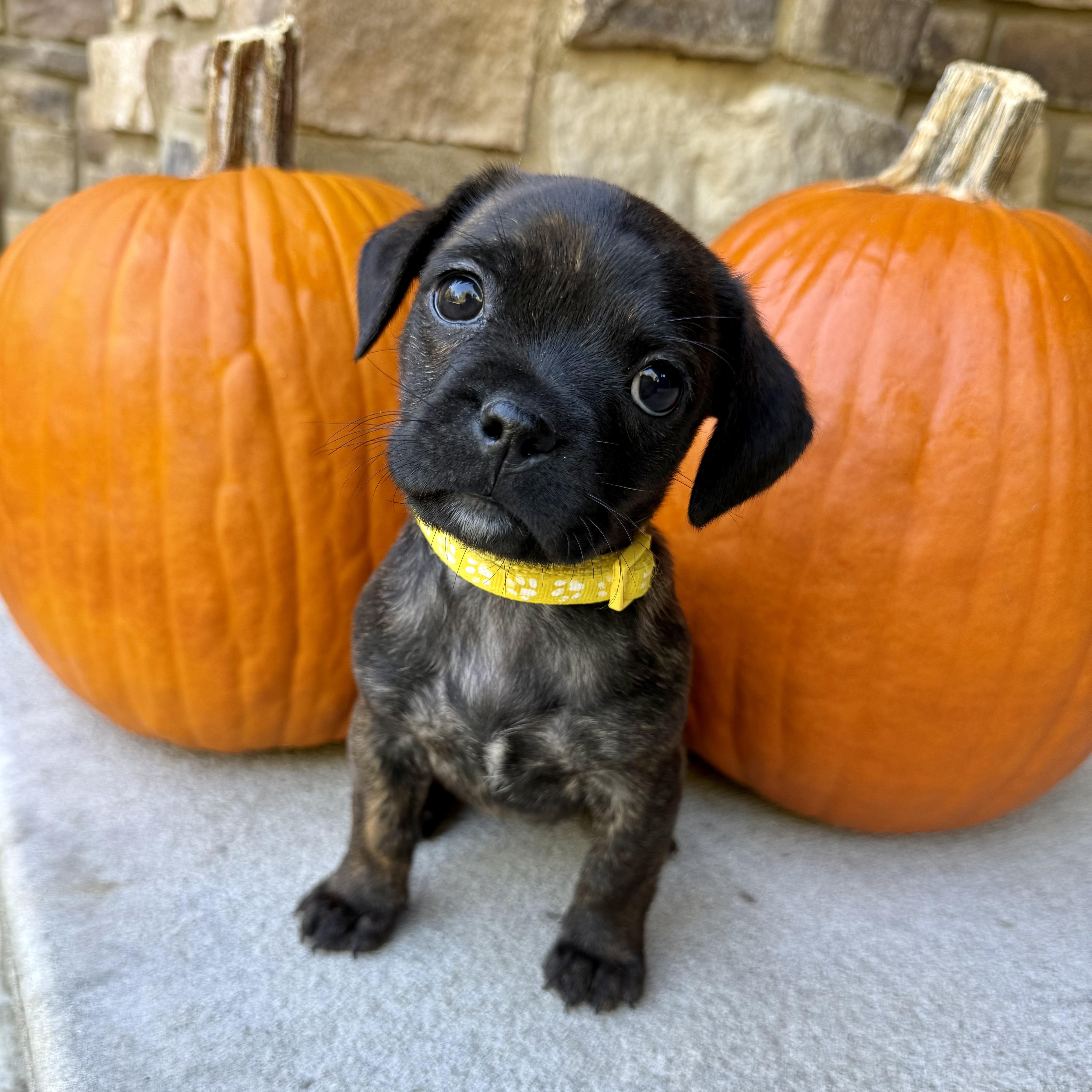 Acorn, Adoptable, Puppy Female Boston Terrier & French Bulldog.