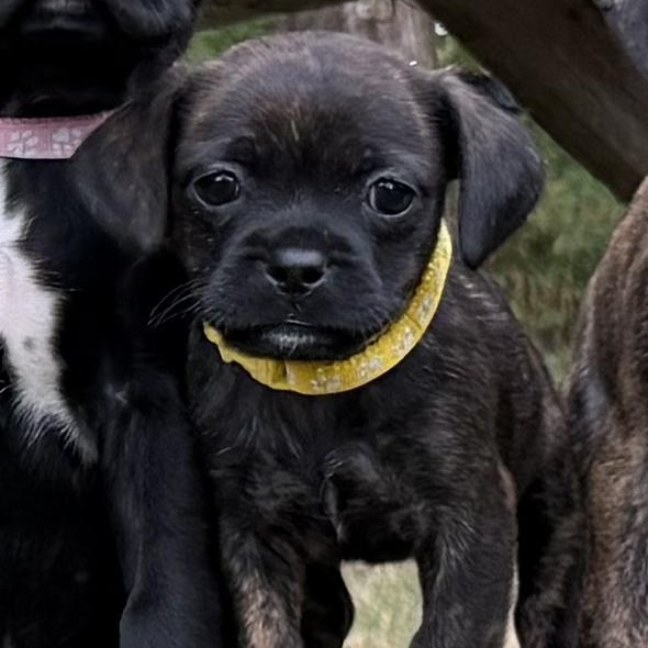 Enlarge Acorn, a Adoptable mixed breed in Murphysboro, IL image 3/6