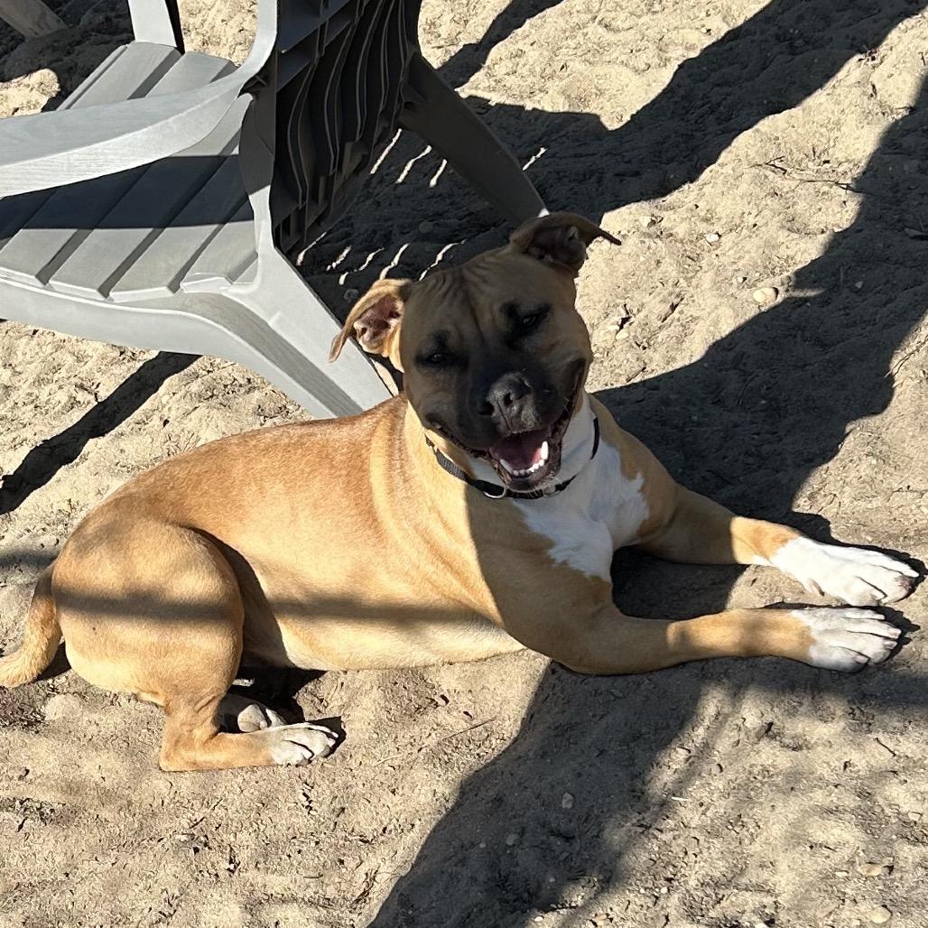 Mira, Adoptable, Adult Female Pit Bull Terrier.