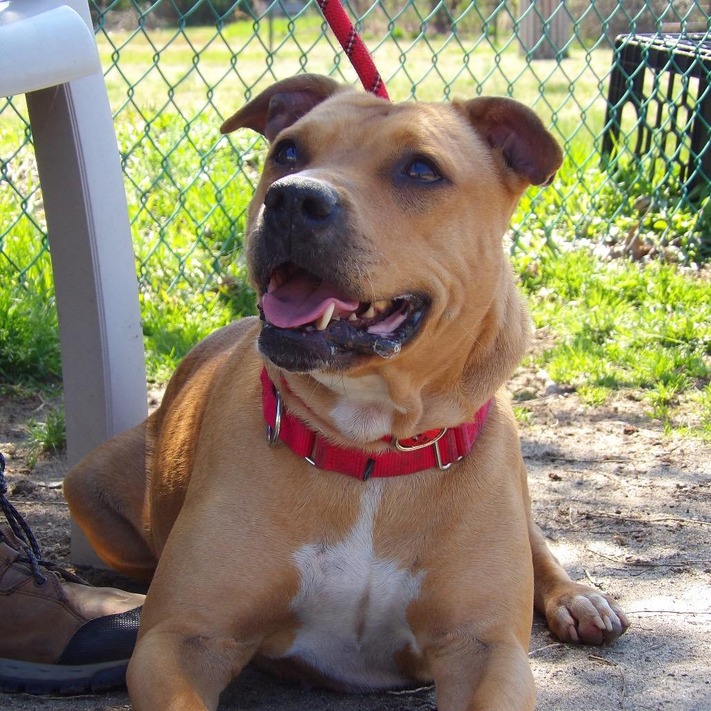 Mira, Adoptable, Adult Female Pit Bull Terrier.