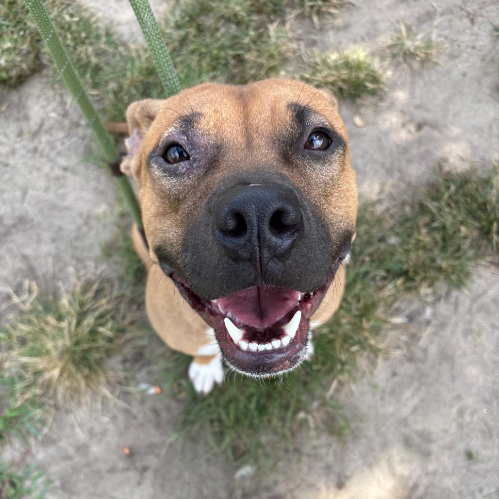 Enlarge Mira, a Adoptable Pit Bull Terrier in Vineland, NJ image 2/4