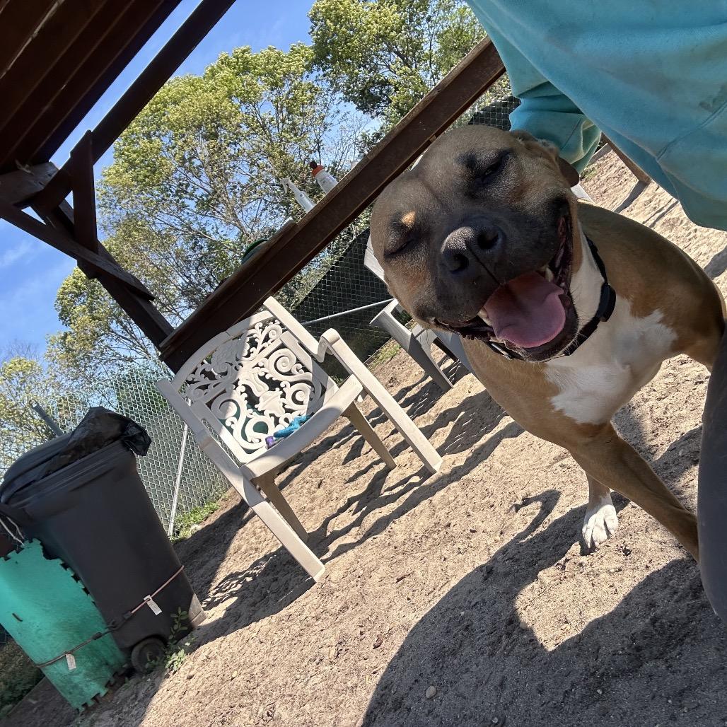 Mira, a Adoptable Pit Bull Terrier in Vineland, NJ image 4/6