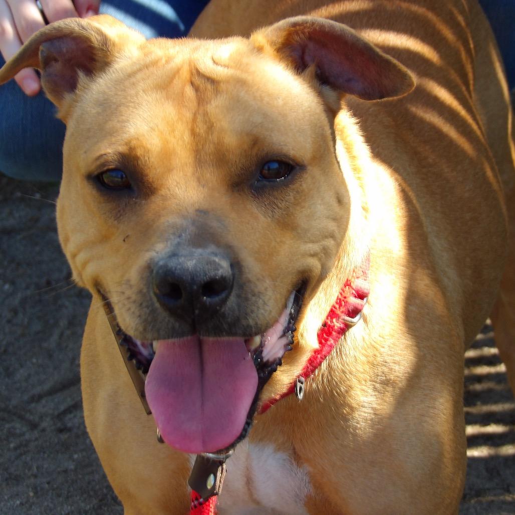 Enlarge Mira, a Adoptable Pit Bull Terrier in Vineland, NJ image 3/4