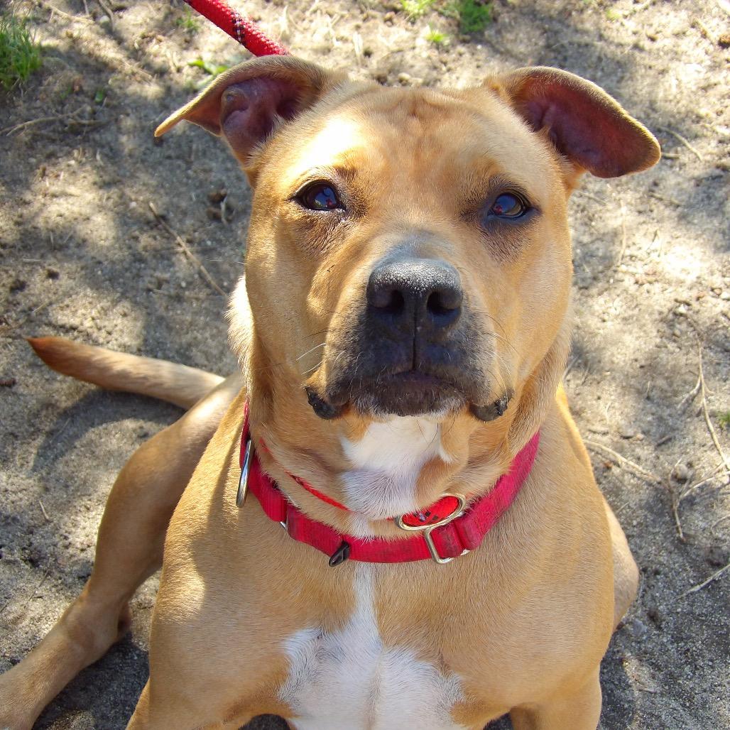 Enlarge Mira, a Adoptable Pit Bull Terrier in Vineland, NJ image 4/4