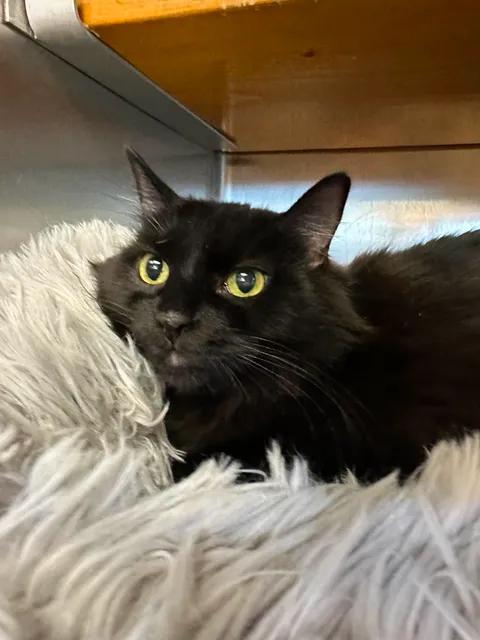 Sabrina, ADOPTABLE, Adult Female Domestic Medium Hair.