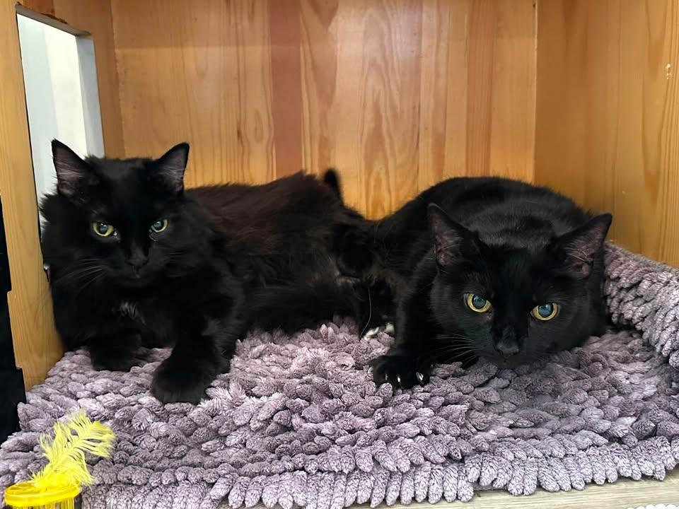Enlarge Sabrina, a ADOPTABLE Domestic Medium Hair in Wilmington, NC image 3/3