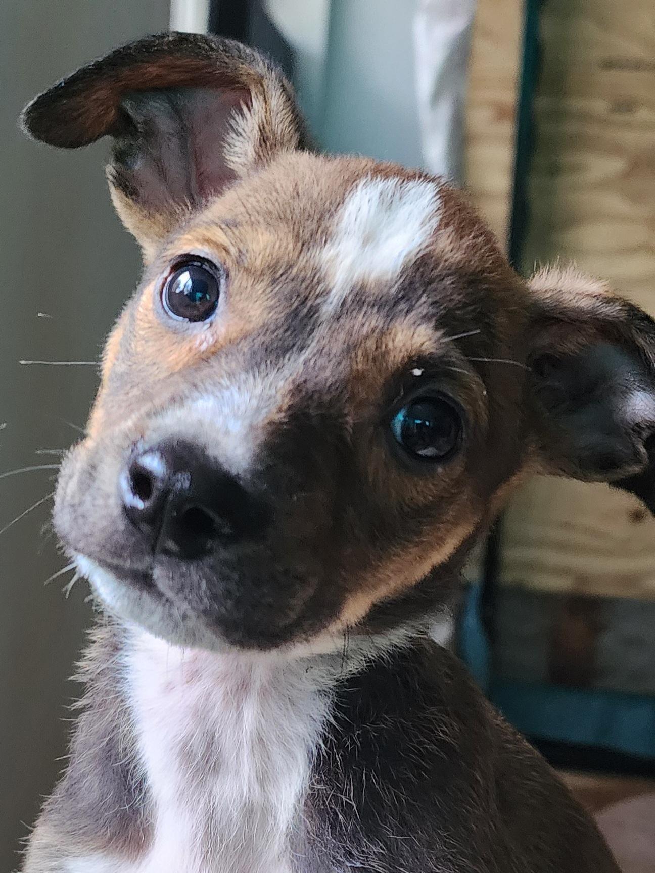 Enlarge Sophie, an adopted mixed breed in Lafayette, CA image 2/3