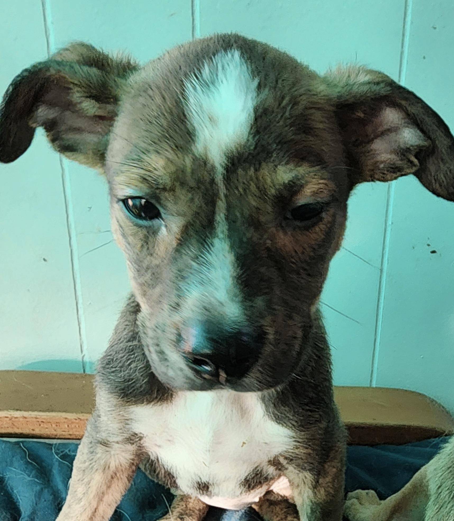 Enlarge Sophie, an adopted mixed breed in Lafayette, CA image 3/3