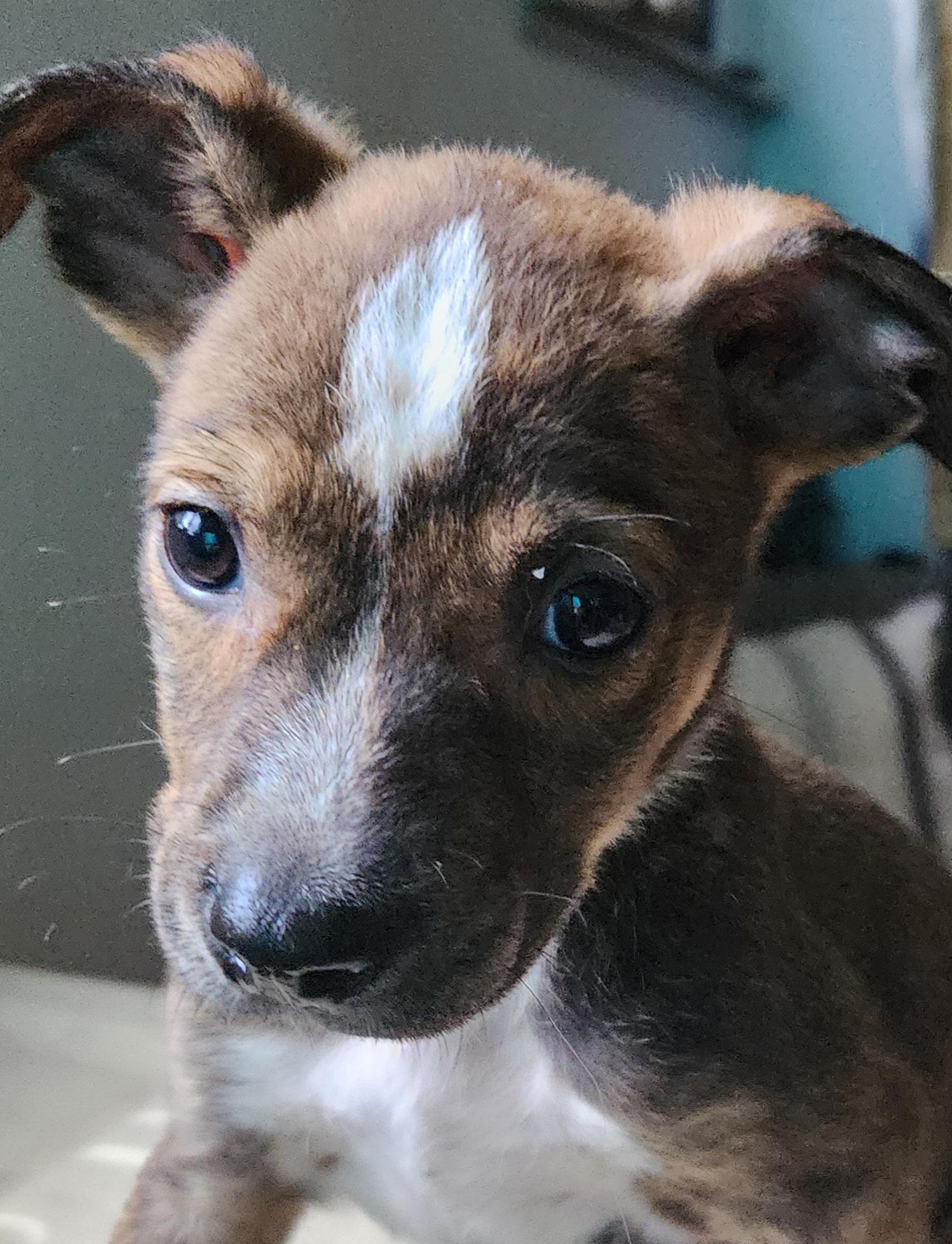 Enlarge Sophie, an adopted mixed breed in Lafayette, CA image 1/3