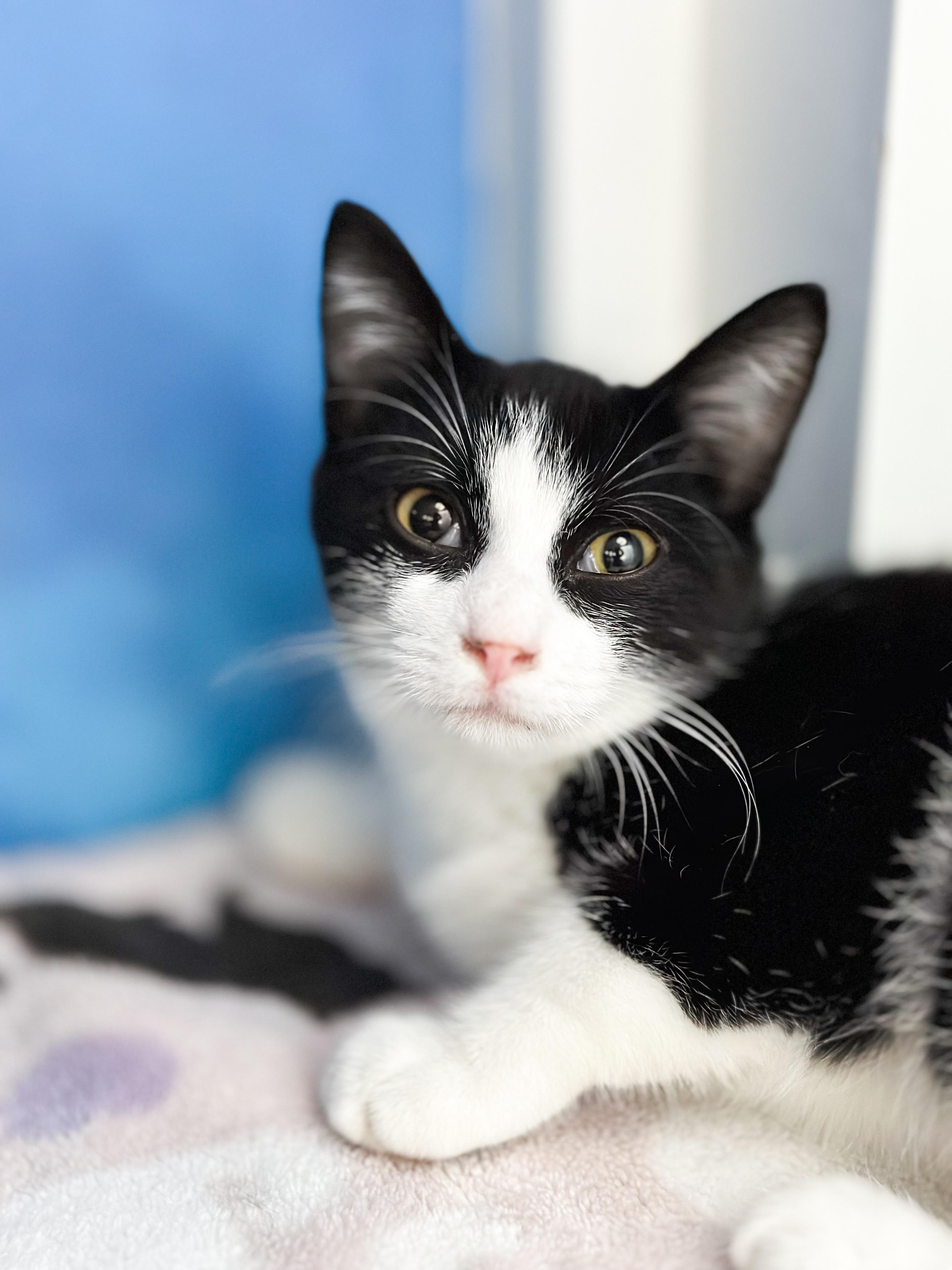 Mannini, a Adopted mixed breed in Honolulu, HI image 1/4
