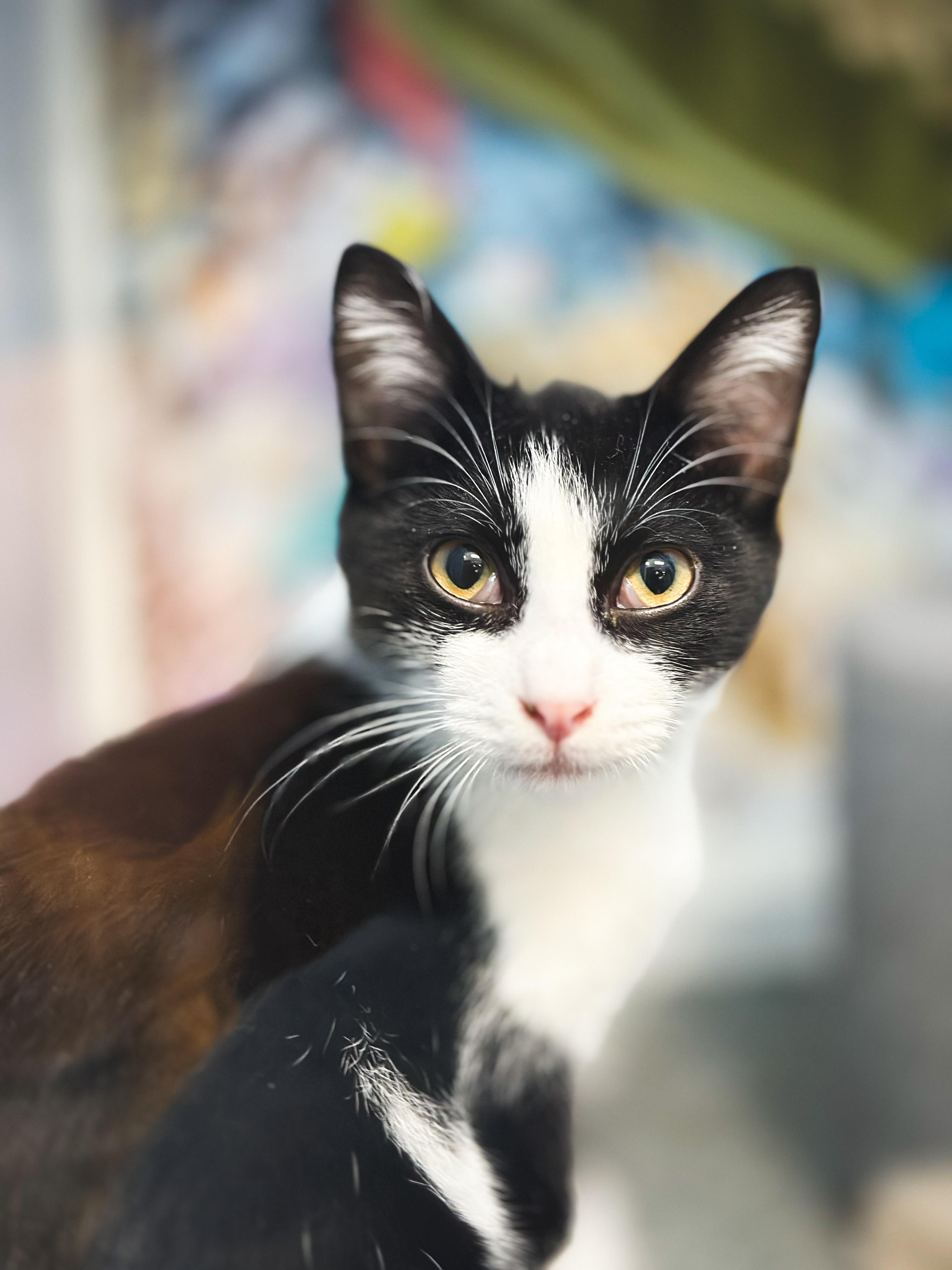 Mannini, a Adopted mixed breed in Honolulu, HI image 2/4