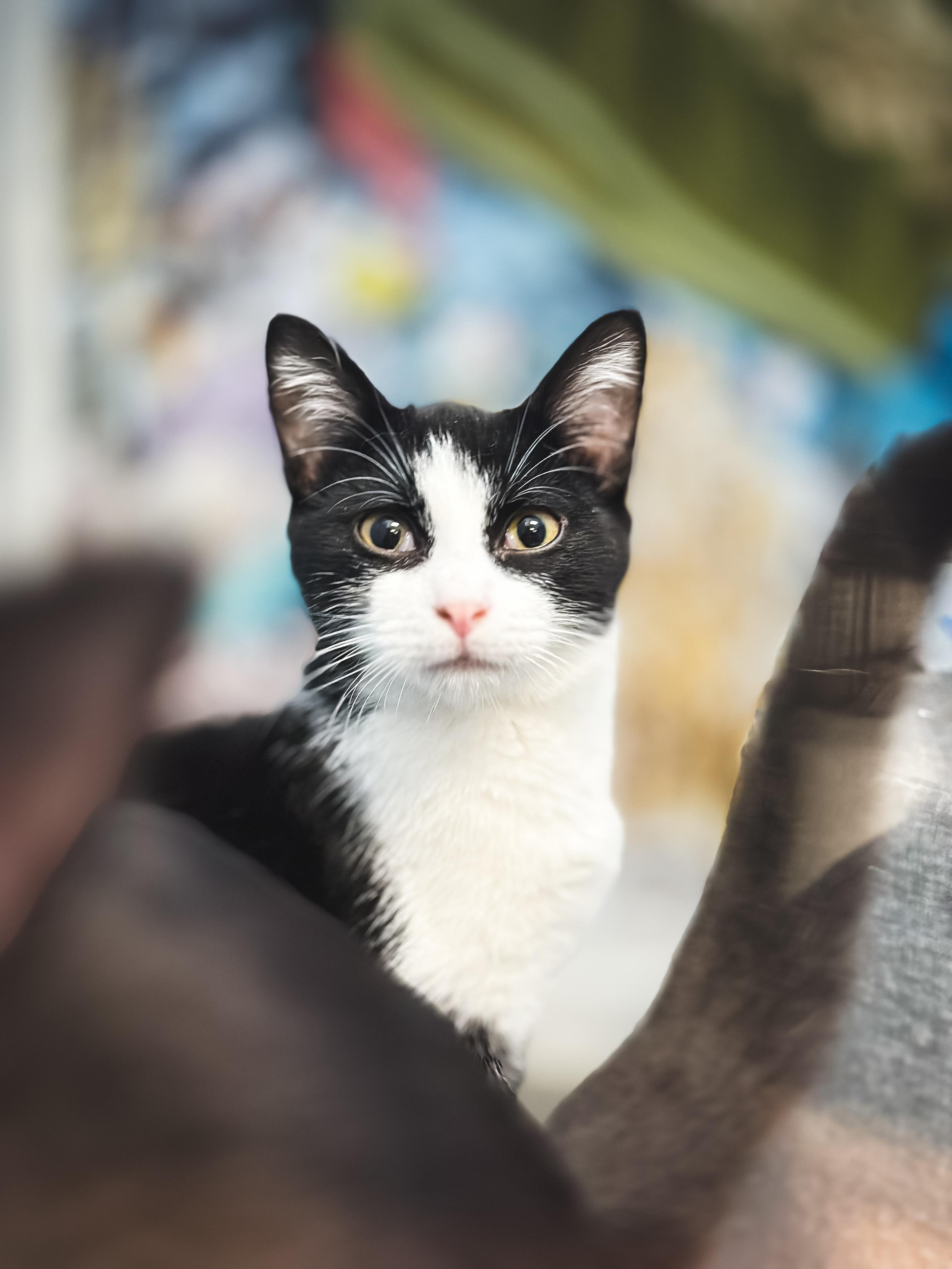 Mannini, a Adopted mixed breed in Honolulu, HI image 3/4