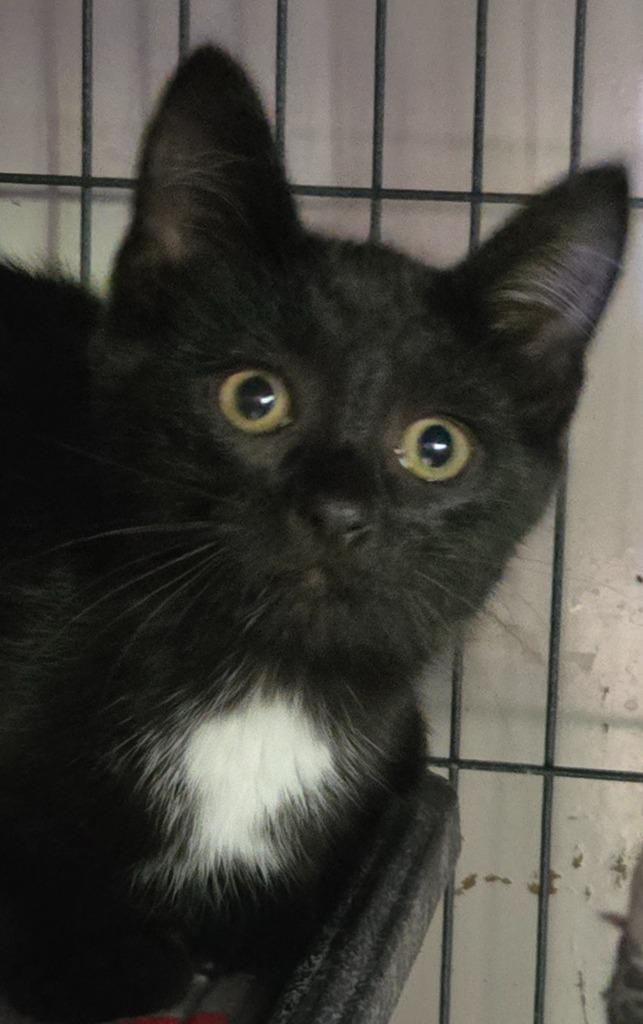 Tajin, Adoptable, Kitten Female Domestic Short Hair.