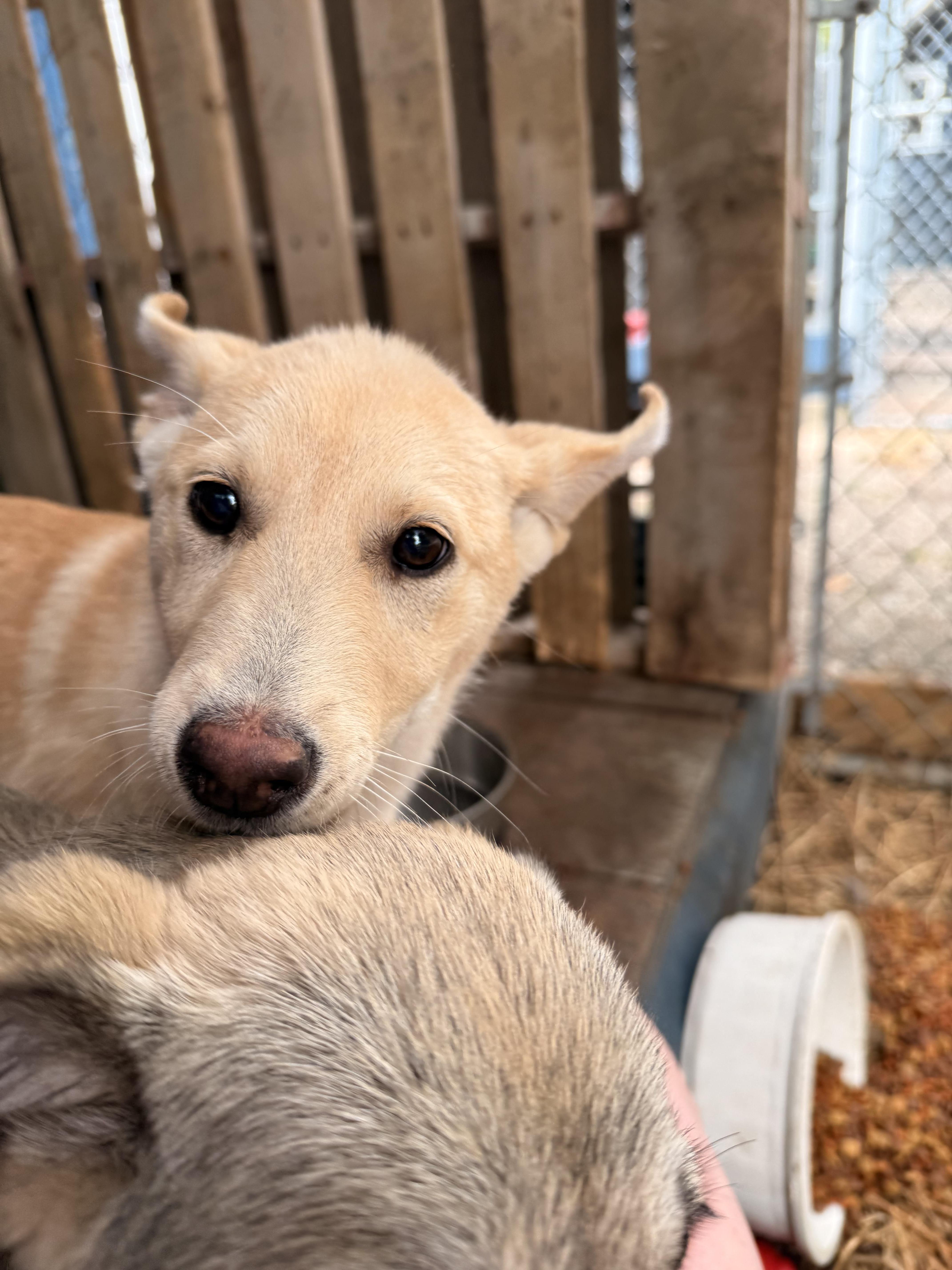 Enlarge Rena, an adopted mixed breed in Addison, ON image 1/1