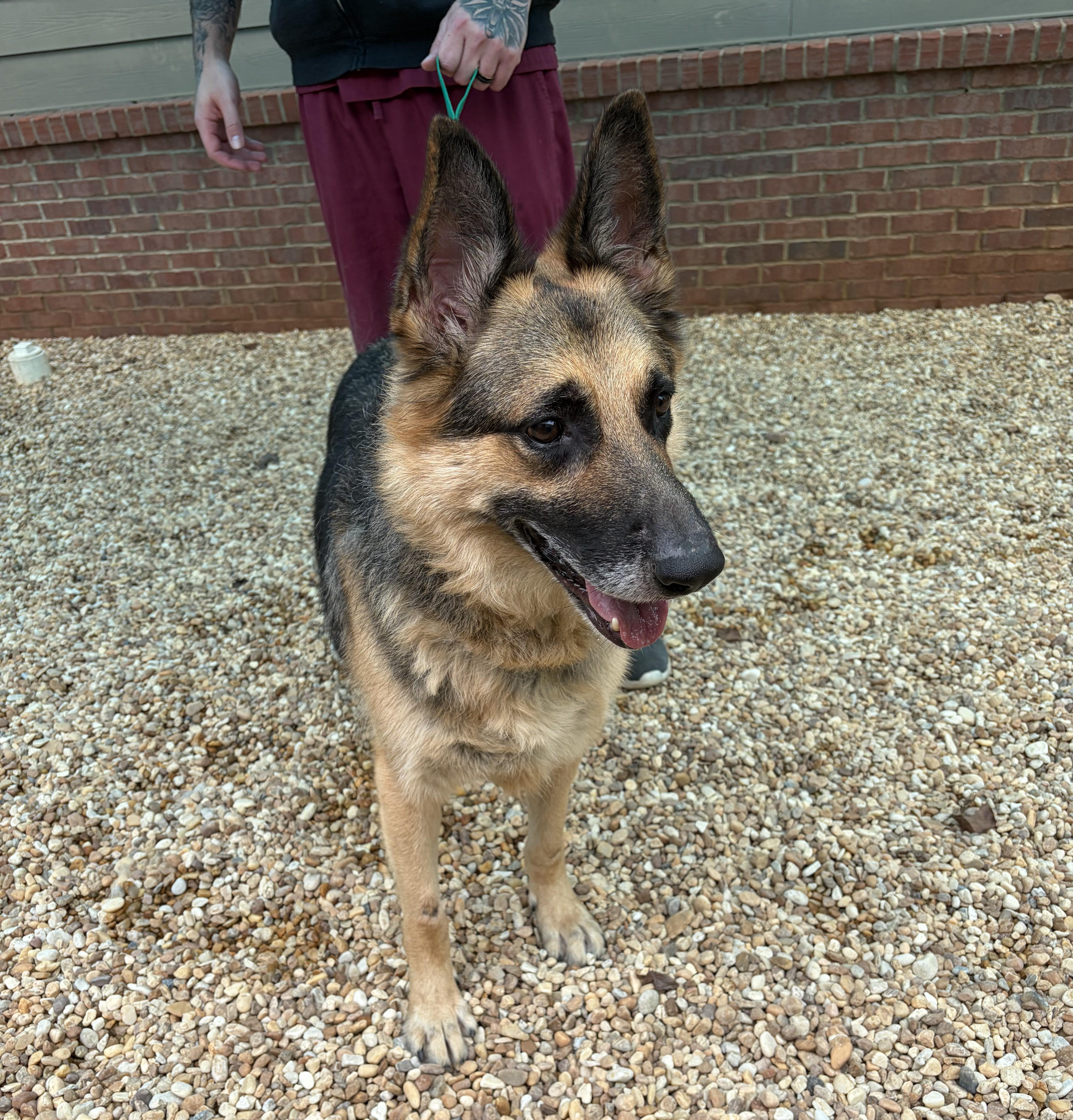 Enlarge Klondike -- MEET ME AT CRABAPPLE KNOLL VET CLINIC, a Adoptable German Shepherd Dog in Alpharetta, GA image 2/6
