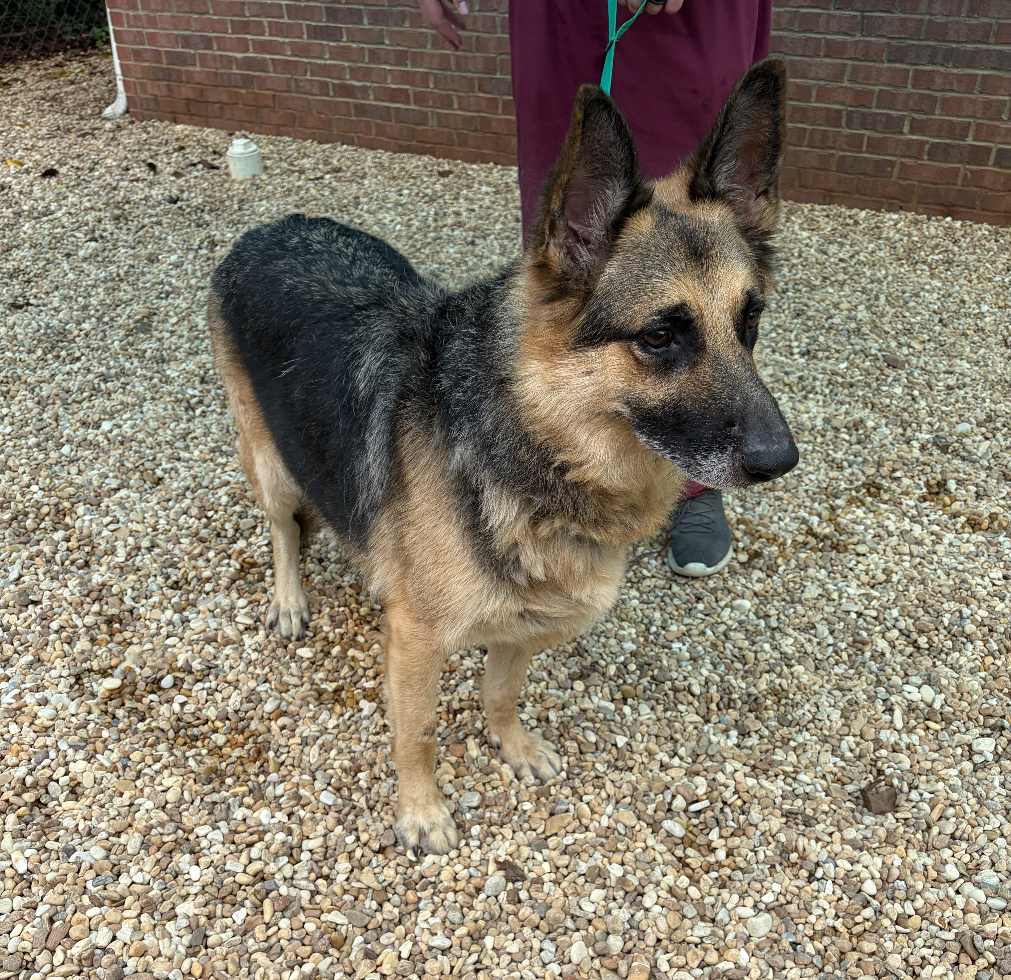 Enlarge Klondike -- MEET ME AT CRABAPPLE KNOLL VET CLINIC, a Adoptable German Shepherd Dog in Alpharetta, GA image 3/6