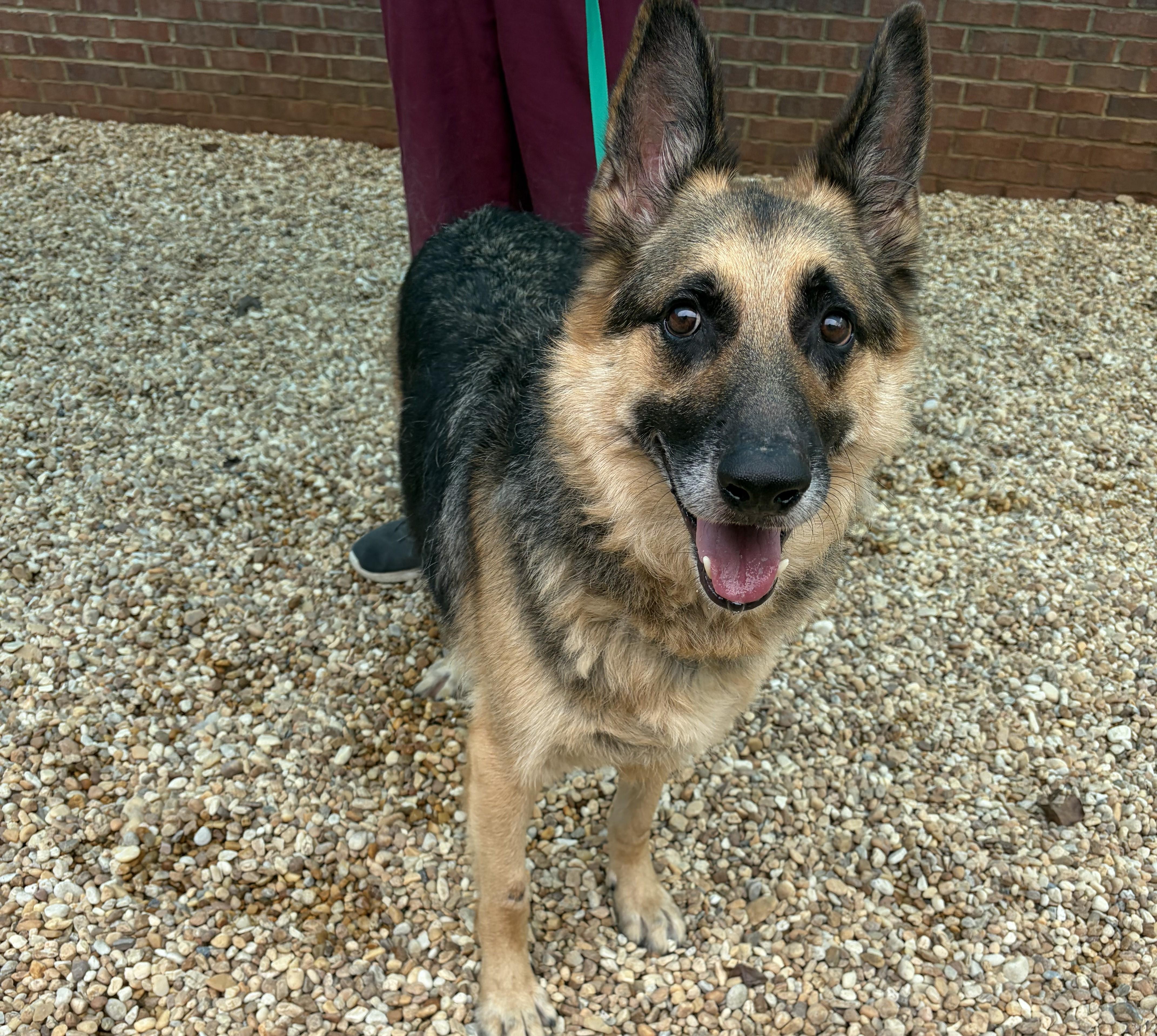 Klondike -- MEET ME AT CRABAPPLE KNOLL VET CLINIC, Adoptable, Senior Male German Shepherd Dog.