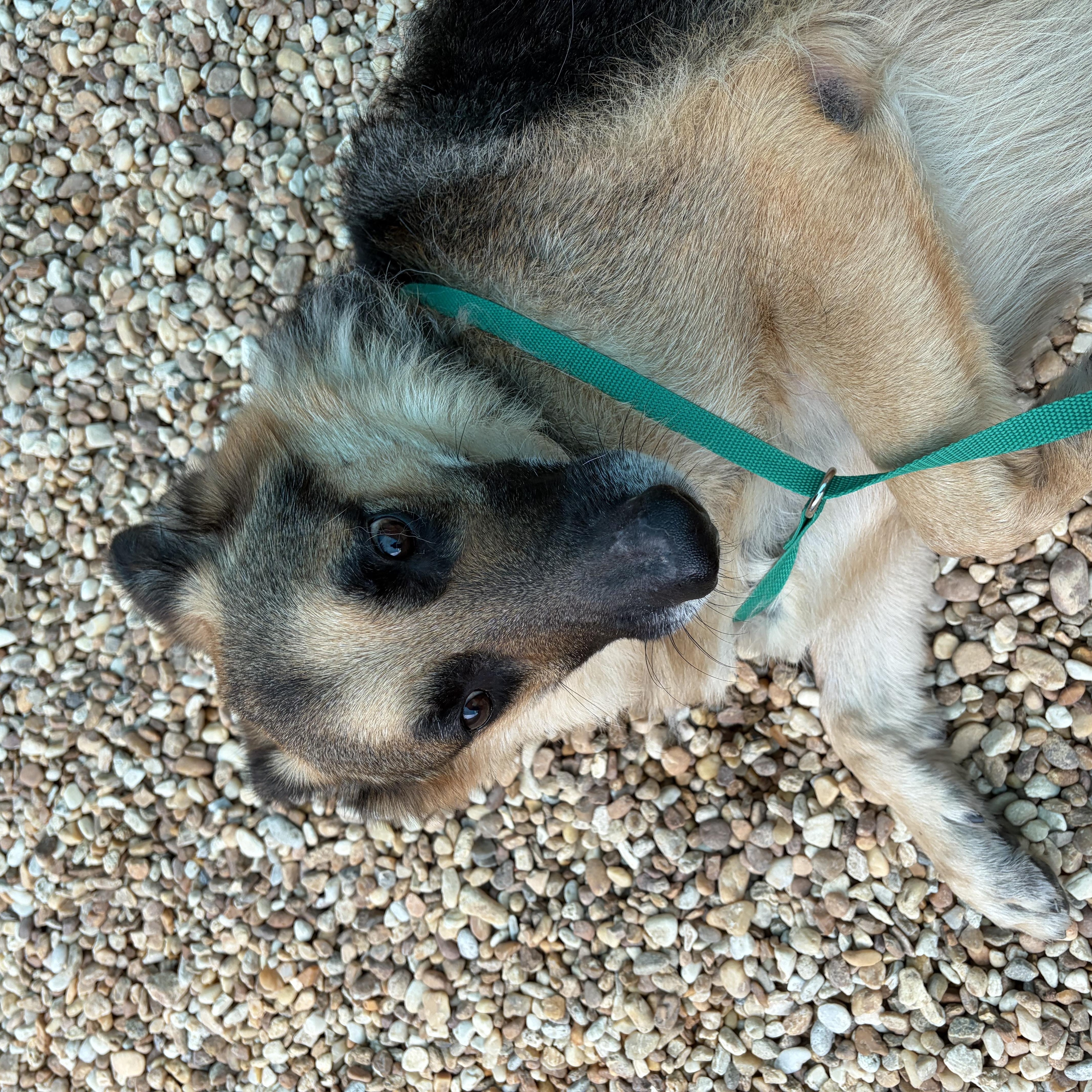Enlarge Klondike -- MEET ME AT CRABAPPLE KNOLL VET CLINIC, a Adoptable German Shepherd Dog in Alpharetta, GA image 4/6