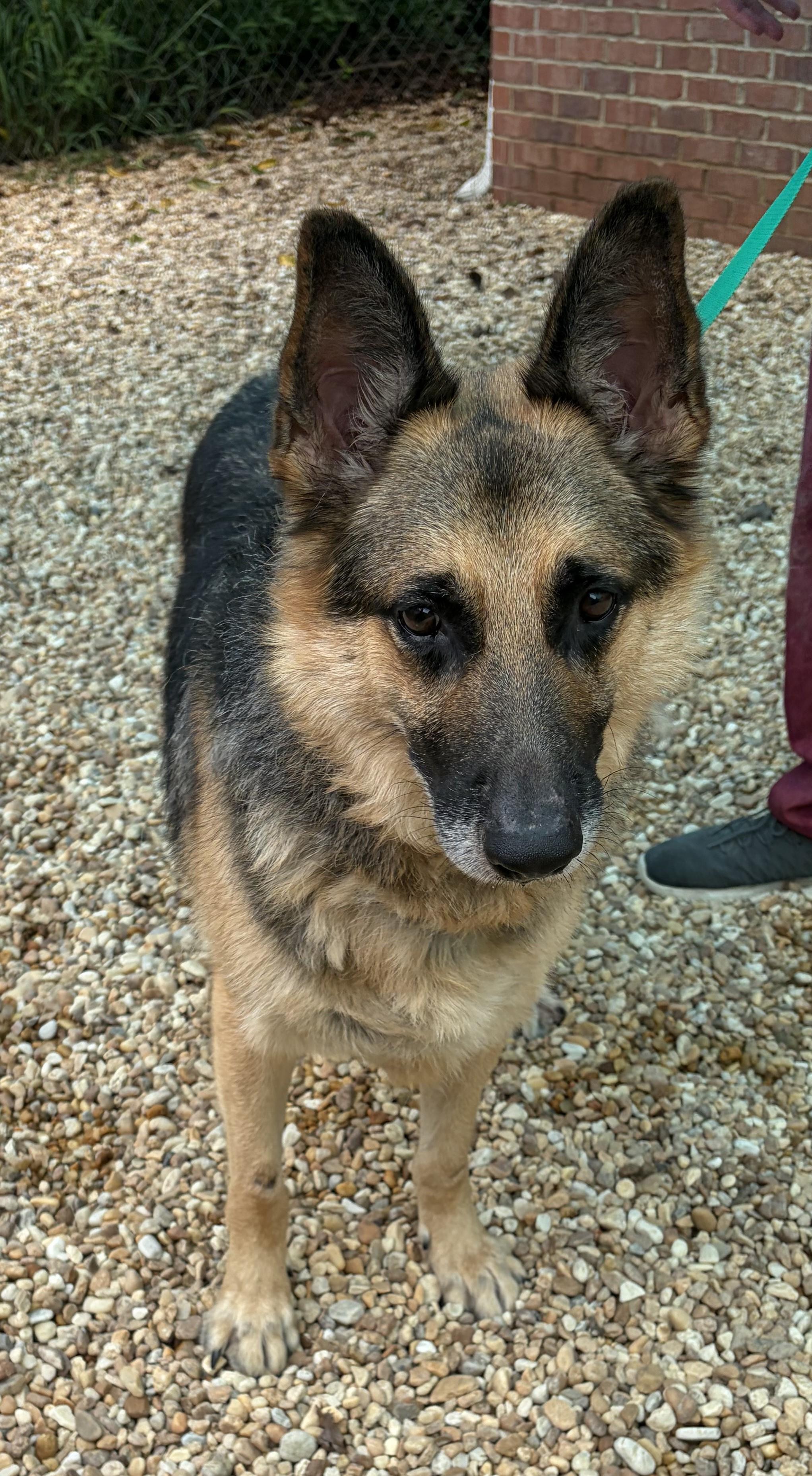 Enlarge Klondike -- MEET ME AT CRABAPPLE KNOLL VET CLINIC, a Adoptable German Shepherd Dog in Alpharetta, GA image 5/6