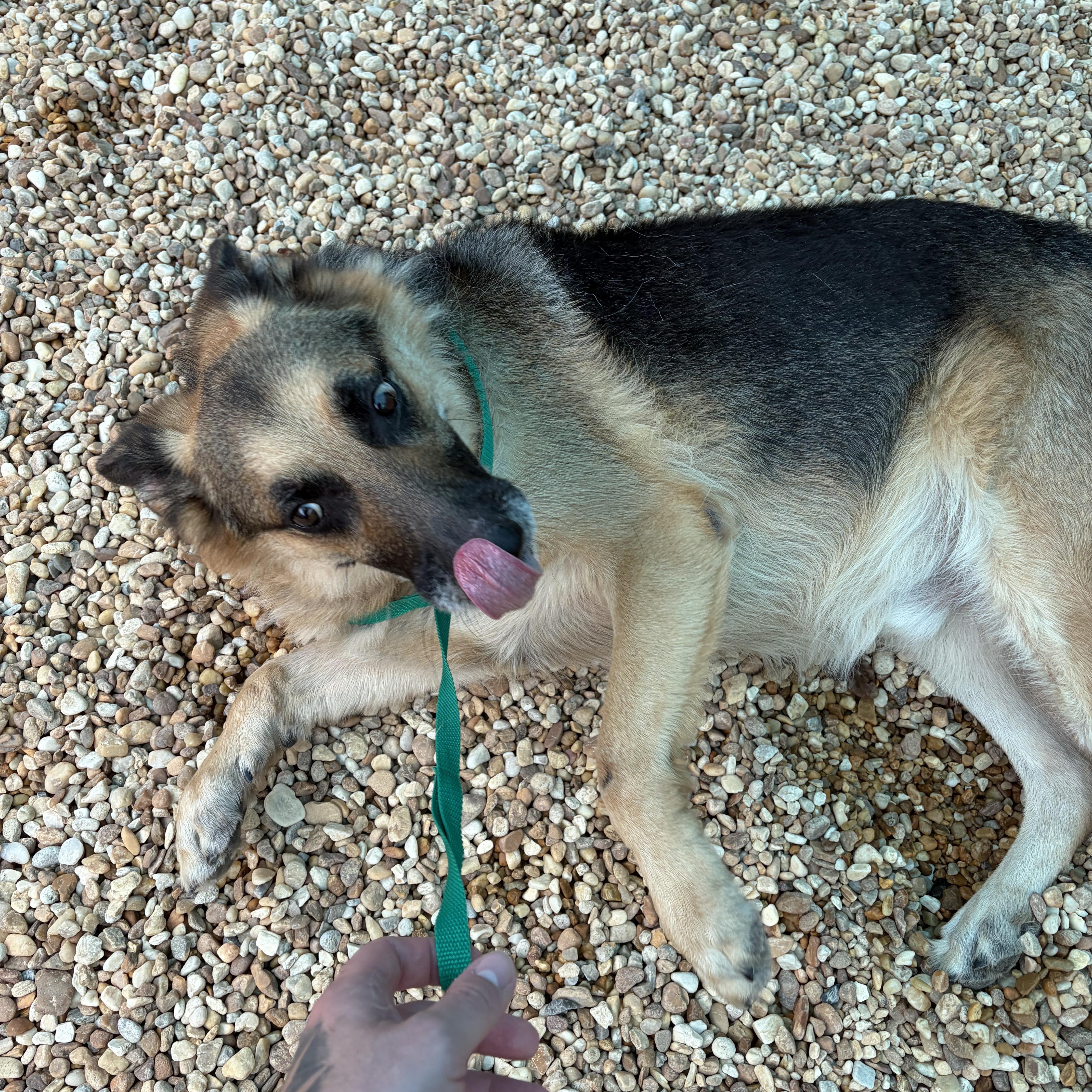 Enlarge Klondike -- MEET ME AT CRABAPPLE KNOLL VET CLINIC, a Adoptable German Shepherd Dog in Alpharetta, GA image 6/6