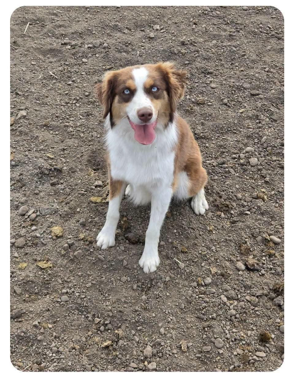 Enlarge Ivey, an adopted Australian Shepherd in COEUR D ALENE, ID image 1/4