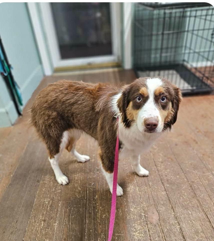 Enlarge Ivey, an adopted Australian Shepherd in COEUR D ALENE, ID image 2/4