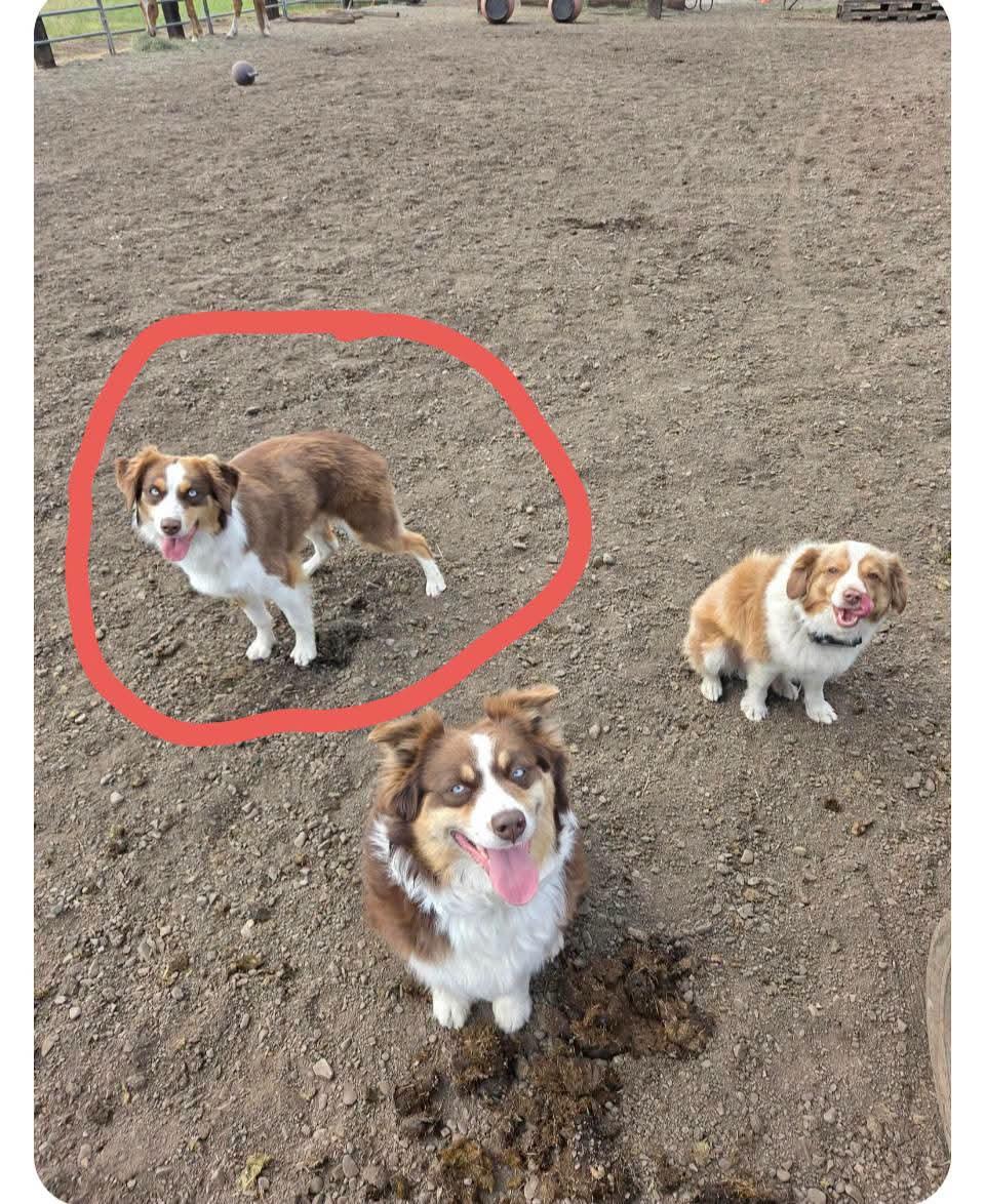 Enlarge Ivey, an adopted Australian Shepherd in COEUR D ALENE, ID image 4/4