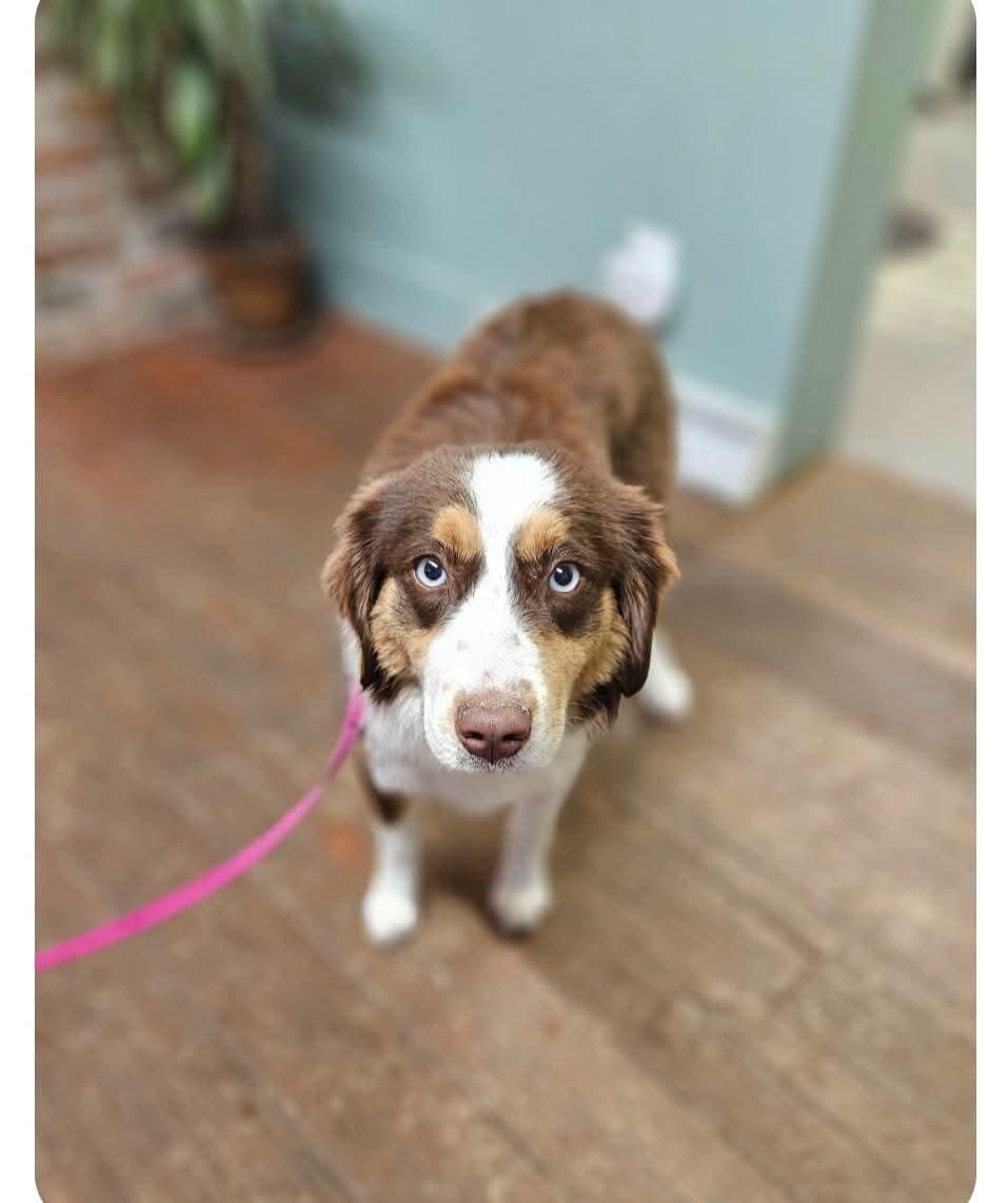 Enlarge Ivey, an adopted Australian Shepherd in COEUR D ALENE, ID image 3/4