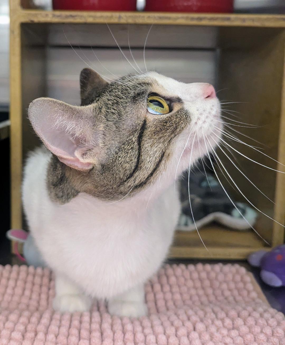 Enlarge TALLULAH - EXTREMELY SWEET AND SOCIAL YOUNG TALKATIVE KITTY, an adopted mixed breed in Plano, TX image 5/6