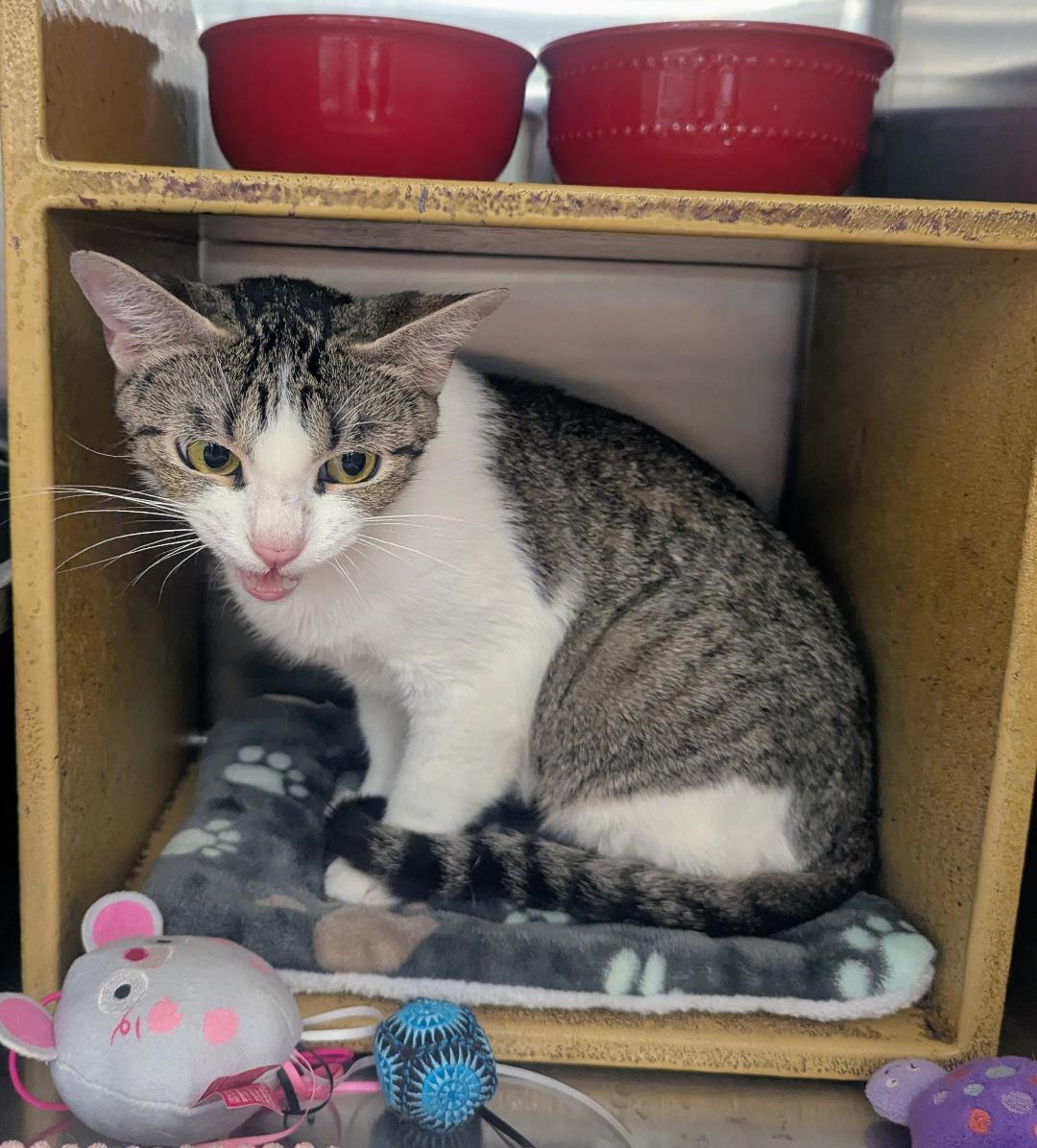 Enlarge TALLULAH - EXTREMELY SWEET AND SOCIAL YOUNG TALKATIVE KITTY, an adopted mixed breed in Plano, TX image 3/6