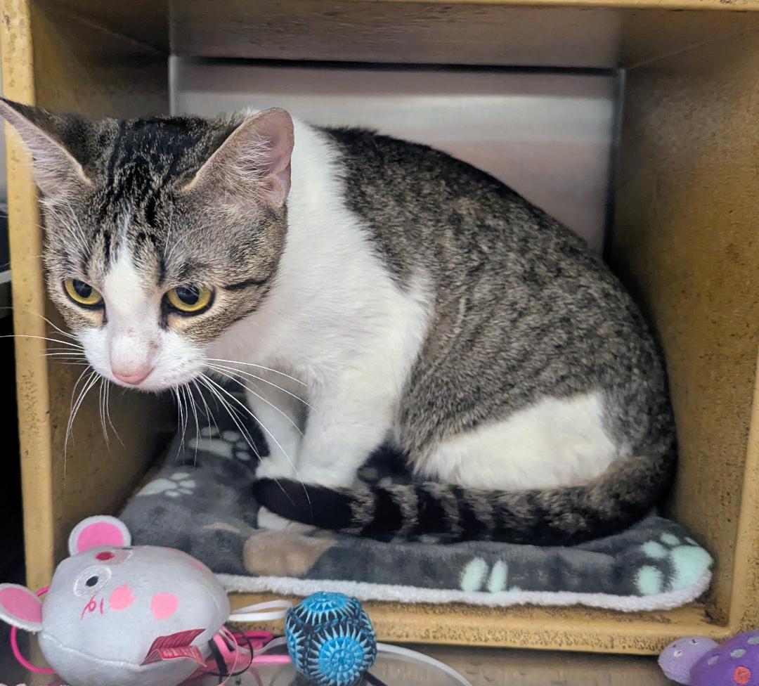 Enlarge TALLULAH - EXTREMELY SWEET AND SOCIAL YOUNG TALKATIVE KITTY, an adopted mixed breed in Plano, TX image 4/6