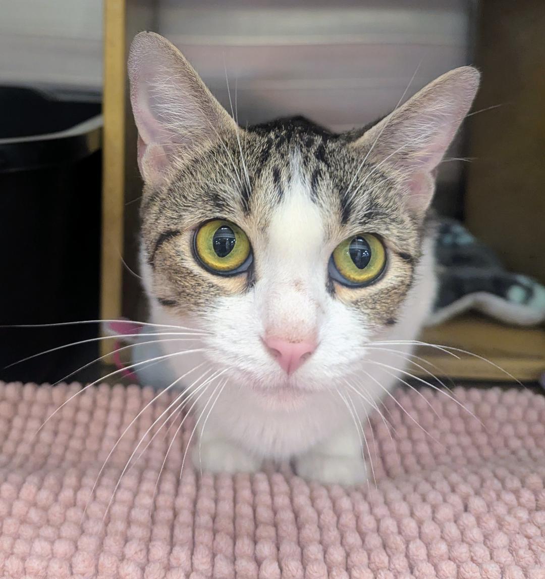 TALLULAH - EXTREMELY SWEET AND SOCIAL YOUNG TALKATIVE KITTY, adopted, Young Female Tabby & Domestic Short Hair.