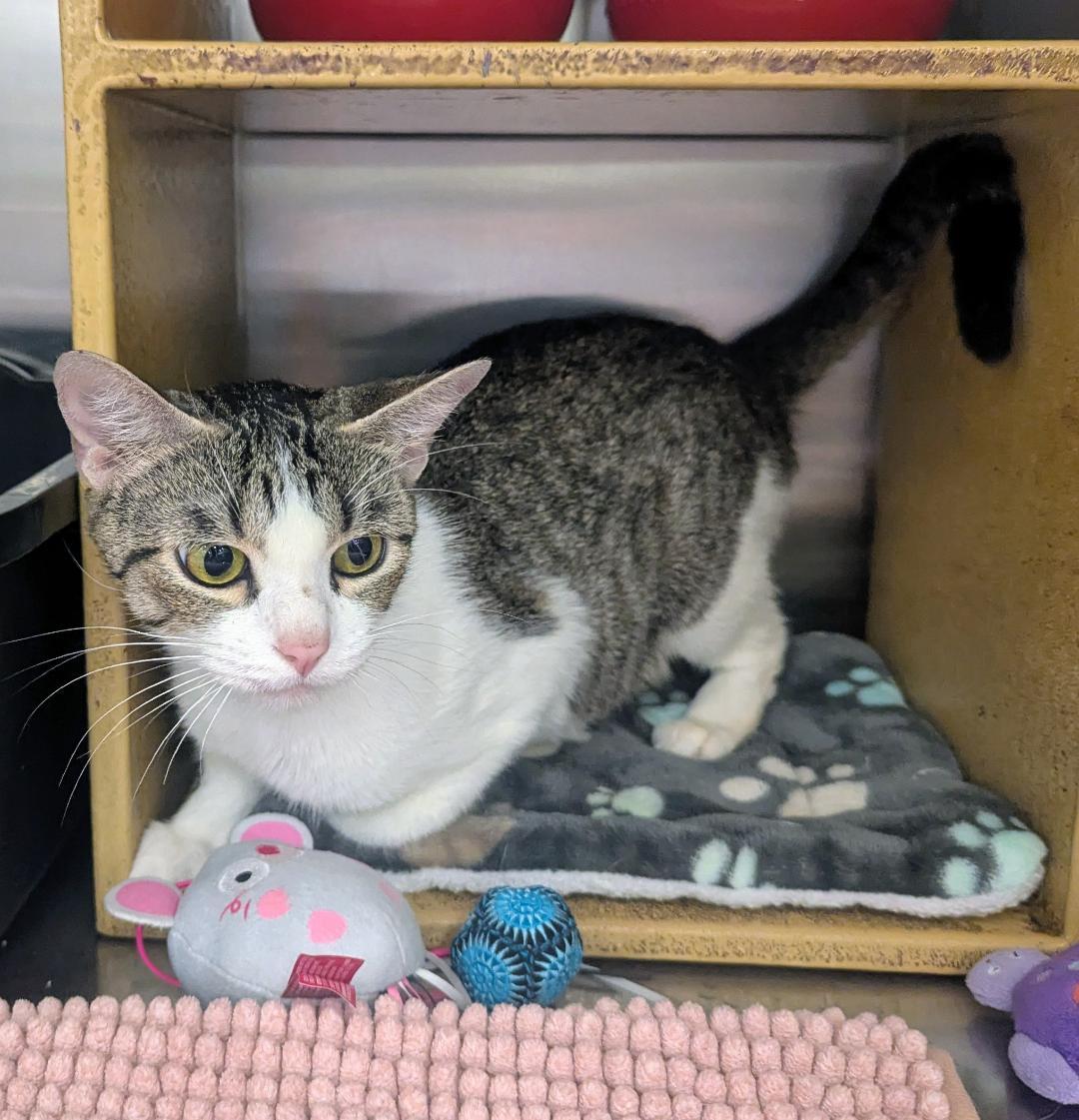 Enlarge TALLULAH - EXTREMELY SWEET AND SOCIAL YOUNG TALKATIVE KITTY, an adopted mixed breed in Plano, TX image 2/6