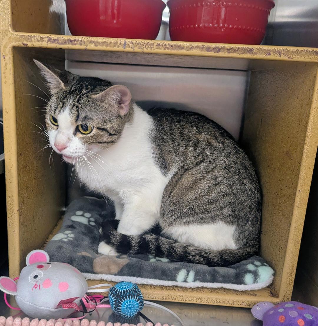 Enlarge TALLULAH - EXTREMELY SWEET AND SOCIAL YOUNG TALKATIVE KITTY, an adopted mixed breed in Plano, TX image 6/6