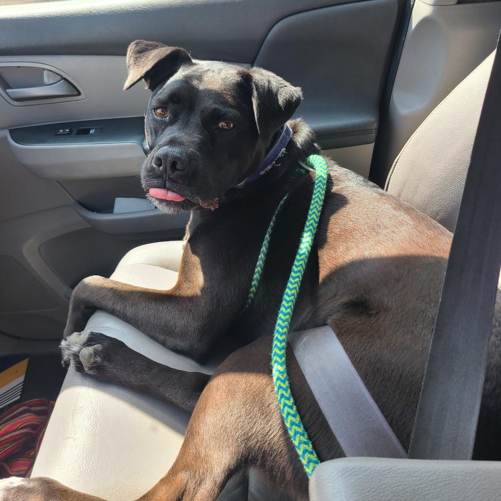 Shiloh, Adoptable, Senior Male Pit Bull Terrier.