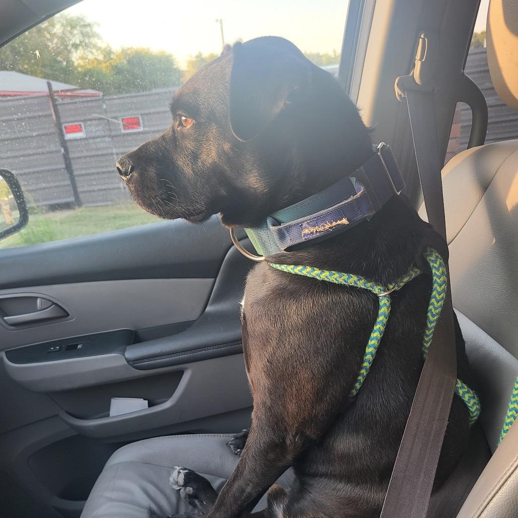 Enlarge Shiloh, a Adoptable Pit Bull Terrier in Dallas, TX image 2/5