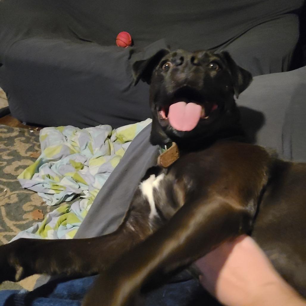 Enlarge Shiloh, a Adoptable Pit Bull Terrier in Dallas, TX image 3/5