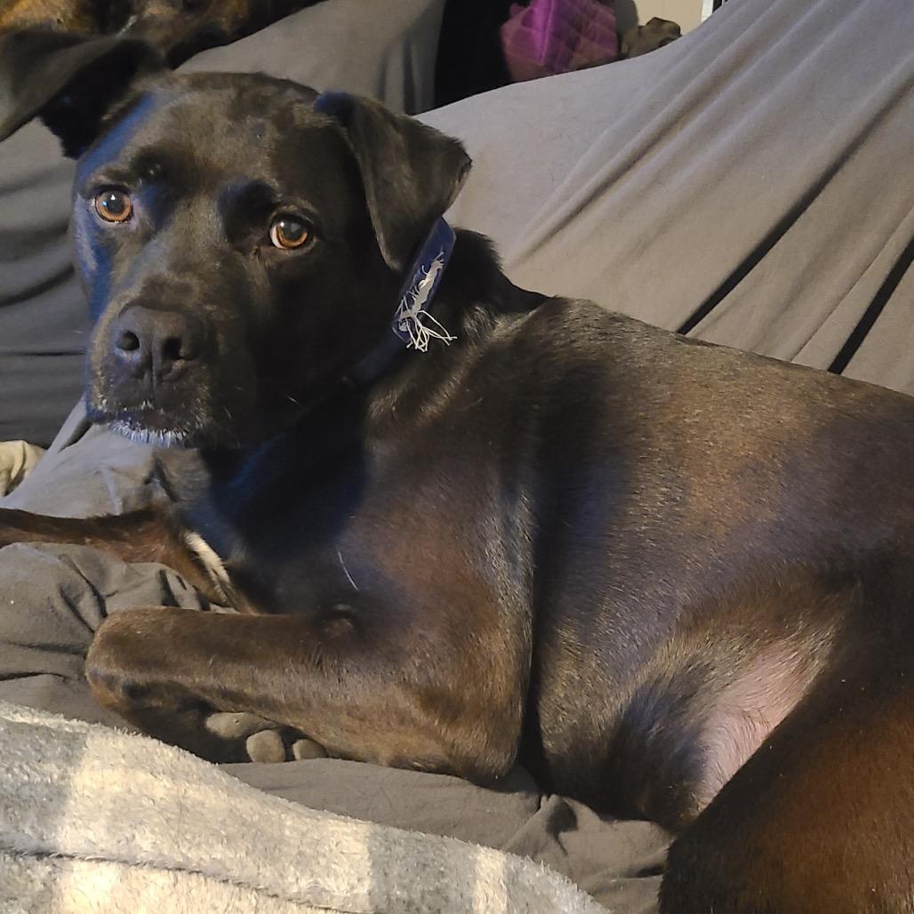 Enlarge Shiloh, a Adoptable Pit Bull Terrier in Dallas, TX image 4/5