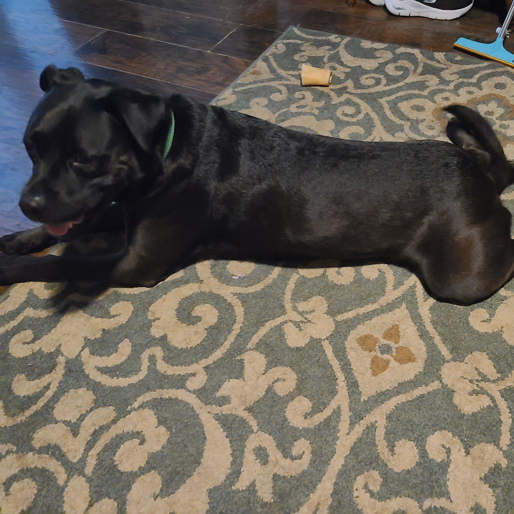 Enlarge Shiloh, a Adoptable Pit Bull Terrier in Dallas, TX image 5/5