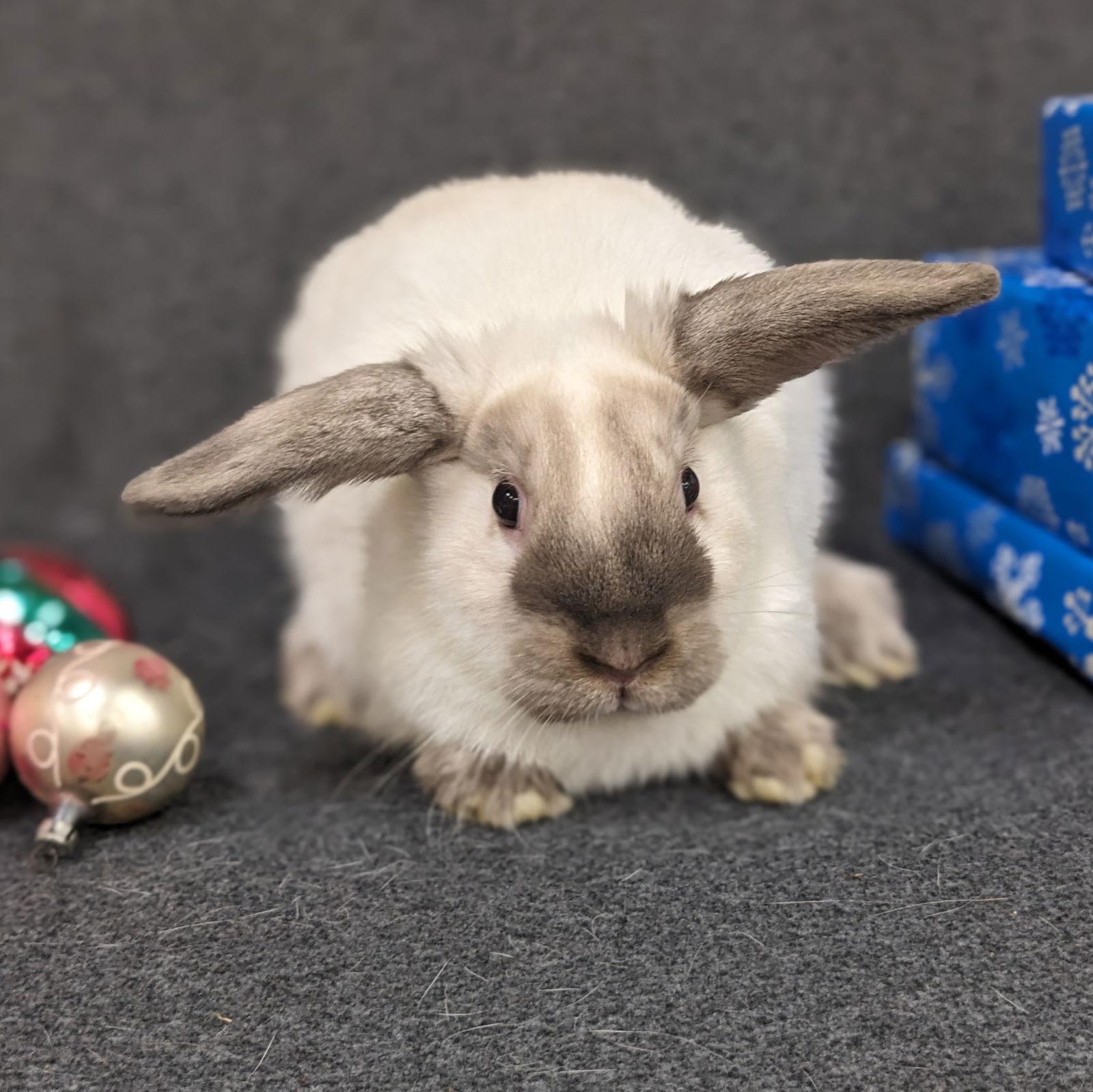 Simon, Adoptable, Young Male American & Lop Eared.