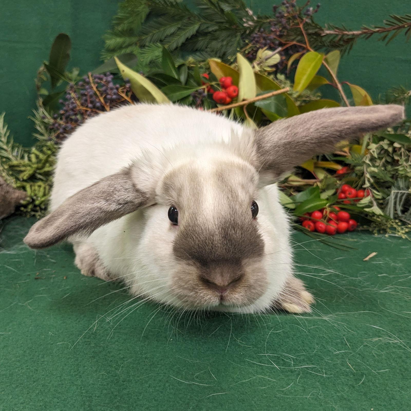 Simon, a Adoptable mixed breed in Antioch, CA image 2/2