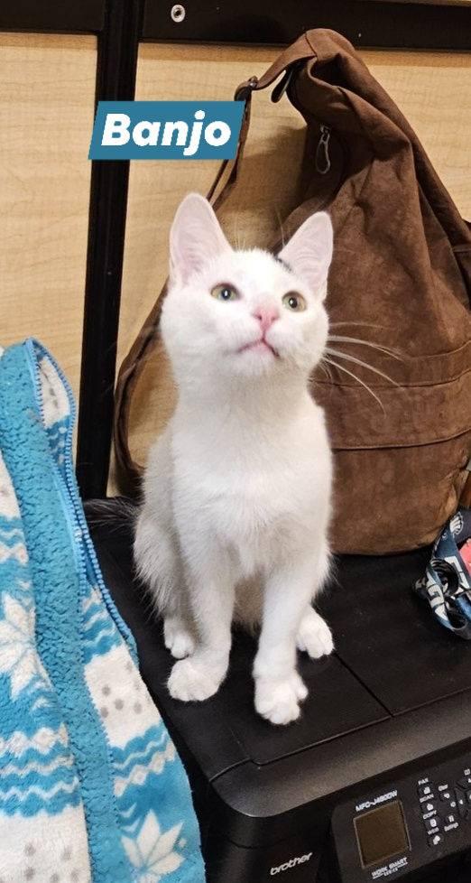 Banjo Jul (handsome, sweet and playful boy!), adopted, Kitten Male Domestic Short Hair.