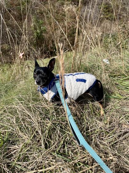 Enlarge Bowser Roonie, a Adoptable Chihuahua in Marshall, NC image 2/6